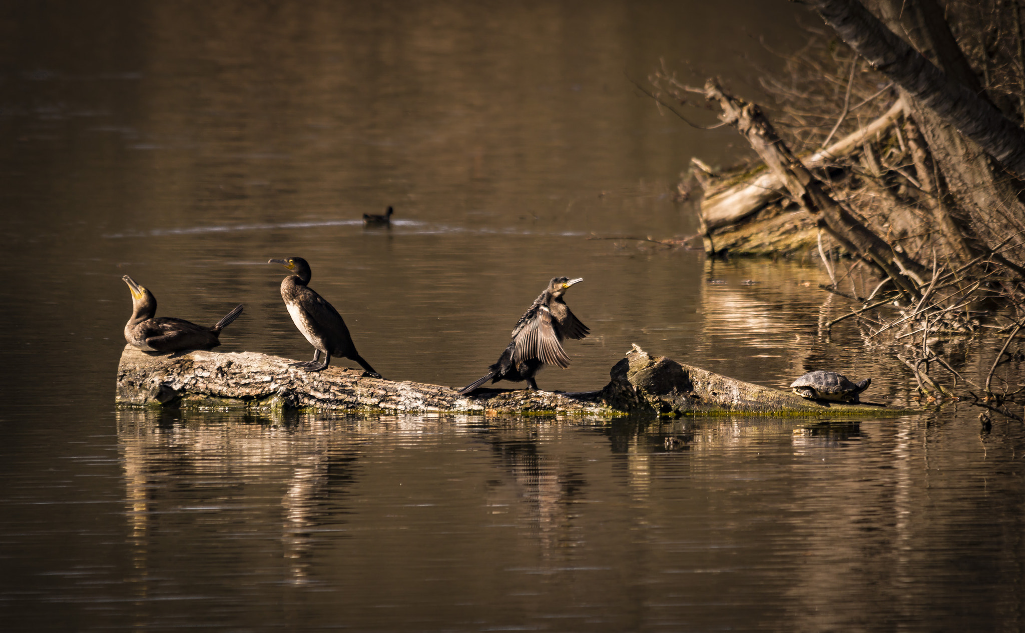 Sony SLT-A77 + Sigma 150-500mm F5-6.3 DG OS HSM sample photo. Wildlife photography