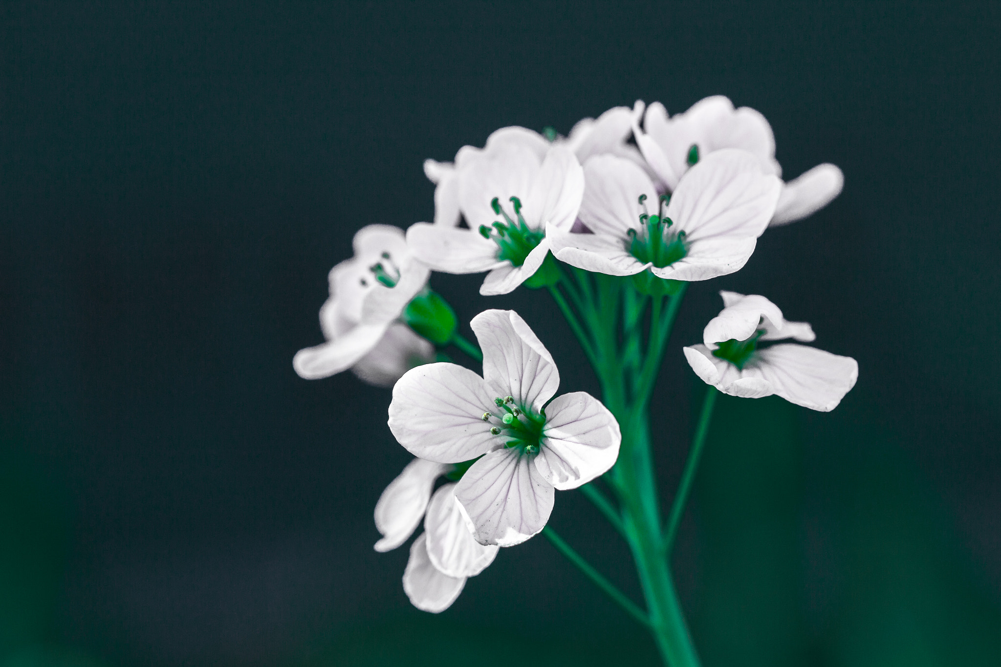 Canon EF 100mm F2.8 Macro USM sample photo. Flowers photography