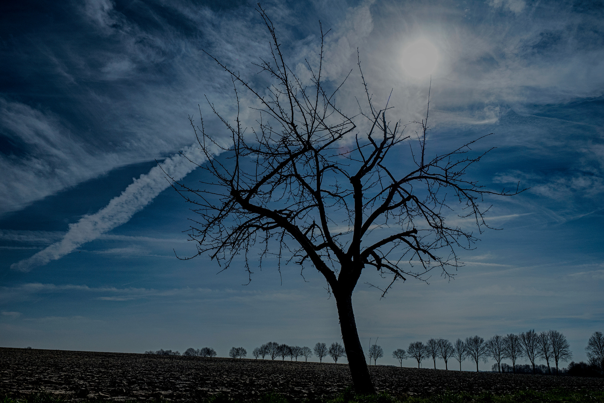 Olympus OM-D E-M5 II + Olympus M.Zuiko Digital ED 12-40mm F2.8 Pro sample photo. Trees of march photography