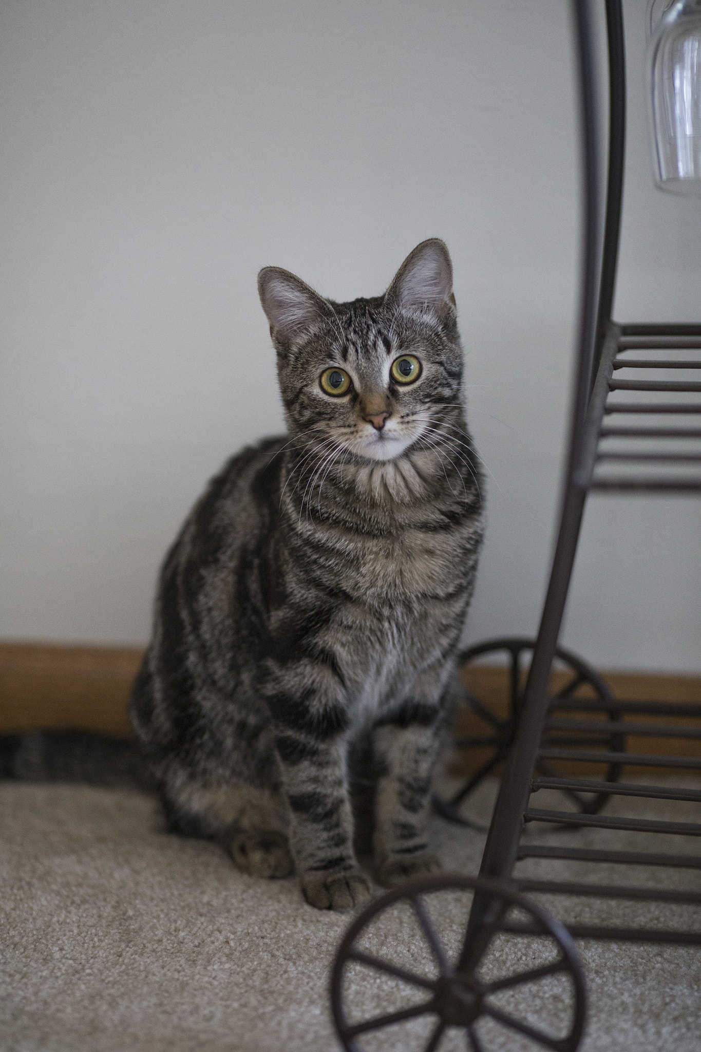 Canon EOS 6D + Canon EF 135mm F2L USM sample photo. Kitten photography