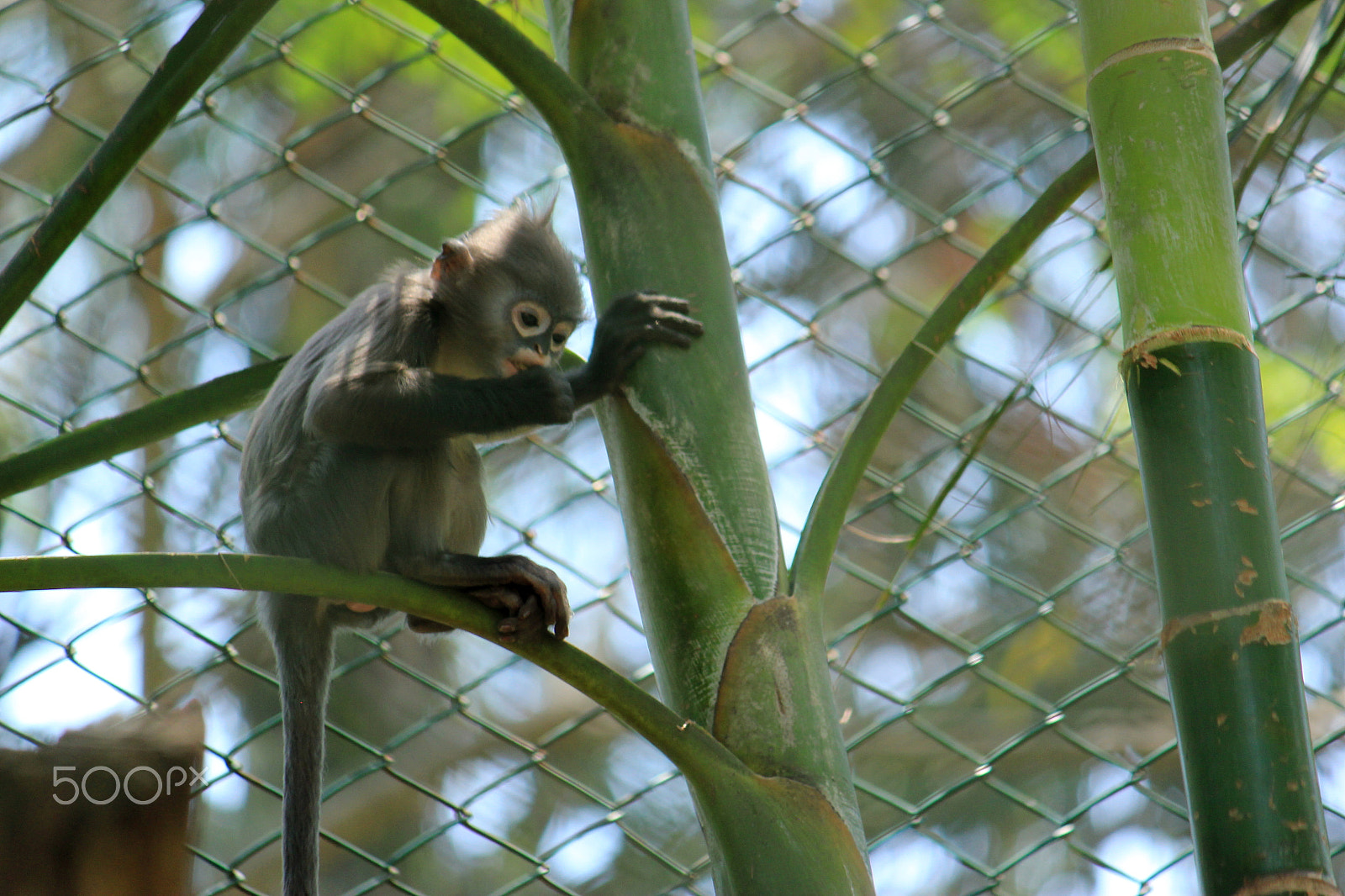 Canon EF-S 55-250mm F4-5.6 IS sample photo. Langur photography