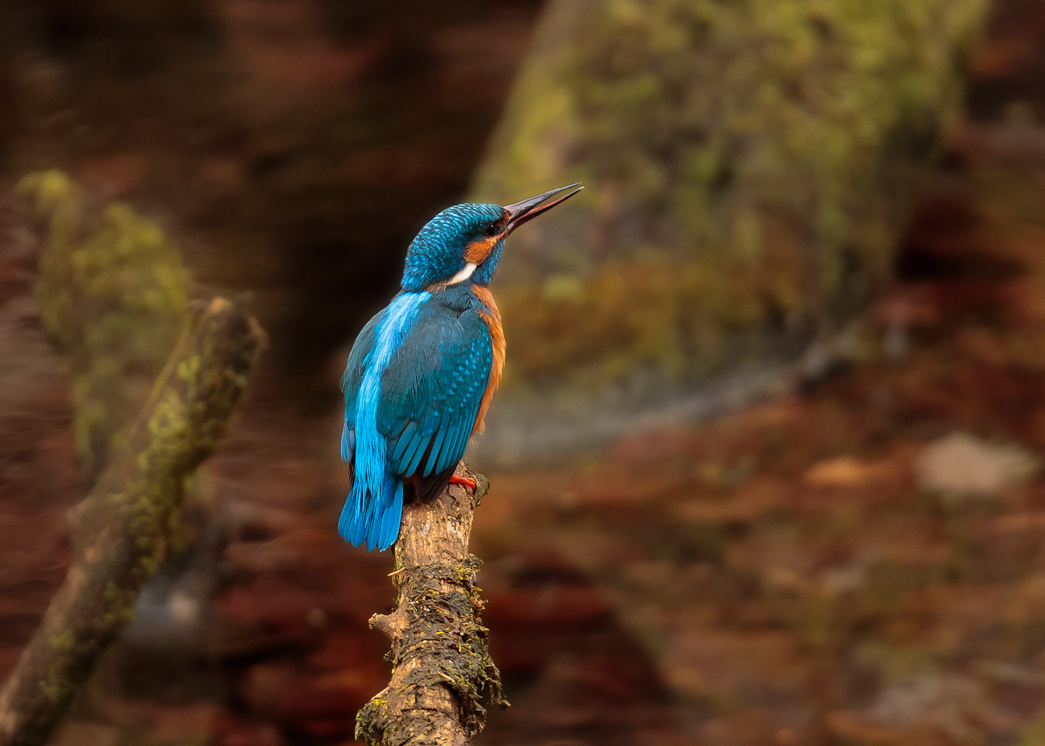150-600mm F5-6.3 DG OS HSM | Sports 014 sample photo. Kingfisher photography