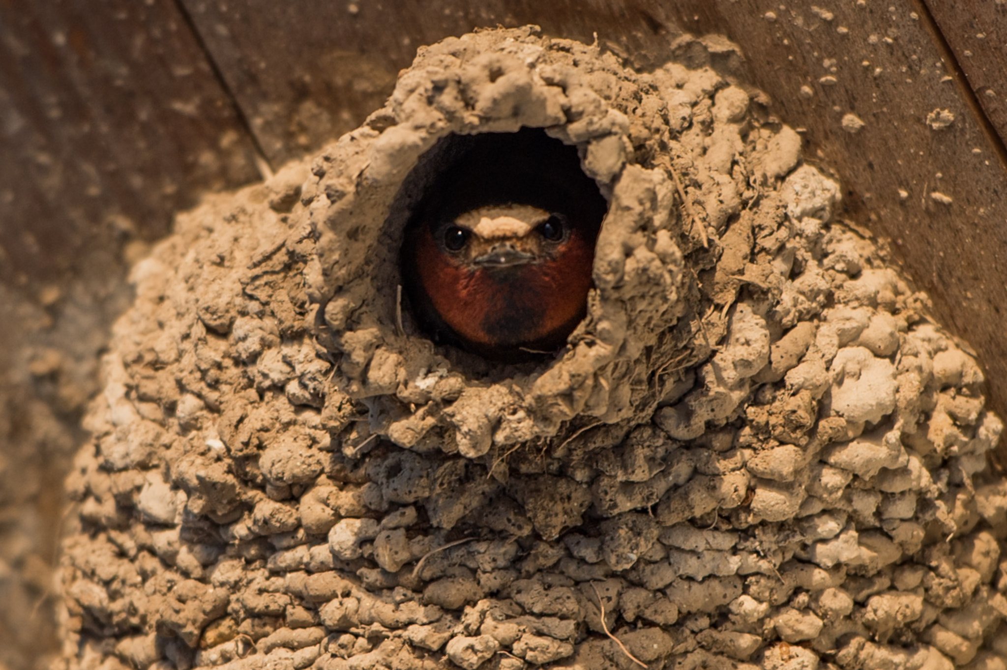 Nikon AF-S Nikkor 70-200mm F2.8G ED VR II sample photo. Angry bird photography