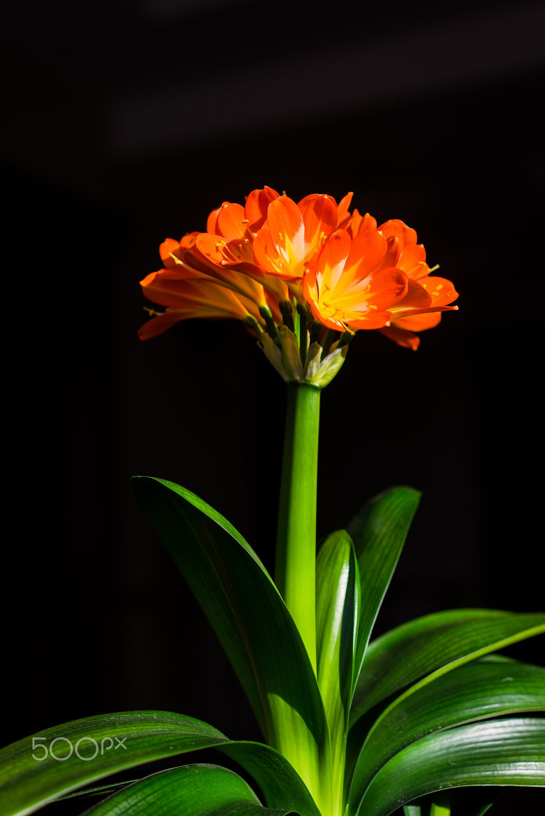 Sony a7R + Sony Sonnar T* FE 55mm F1.8 ZA sample photo. Kaffir lily photography