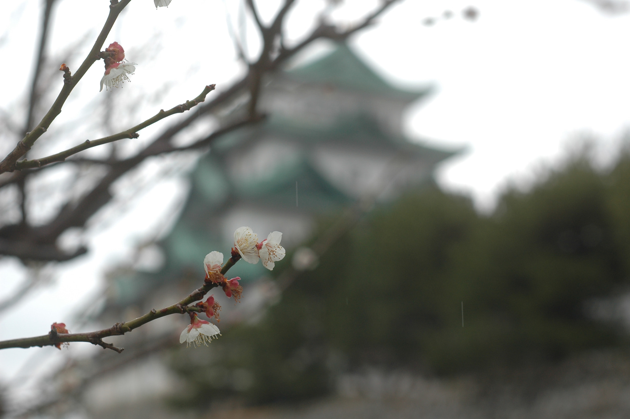 Nikon D70 sample photo. サクラ / cherryblosom photography