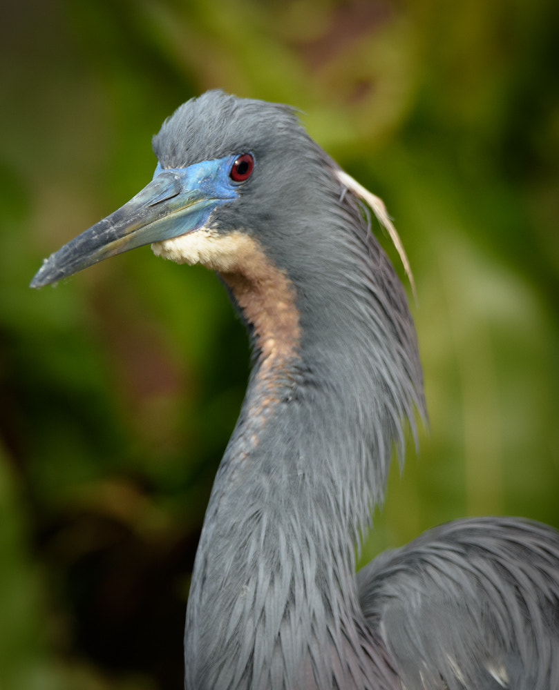 Nikon D810 + Sigma 50mm F2.8 EX DG Macro sample photo. Tricolored heron, wakodahatchee wetlands, florida photography