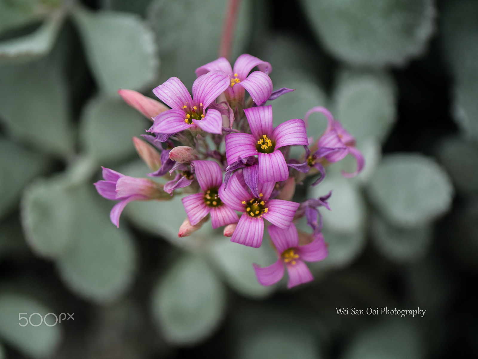 Panasonic Lumix DMC-GX7 sample photo. Succulent plant 04 photography
