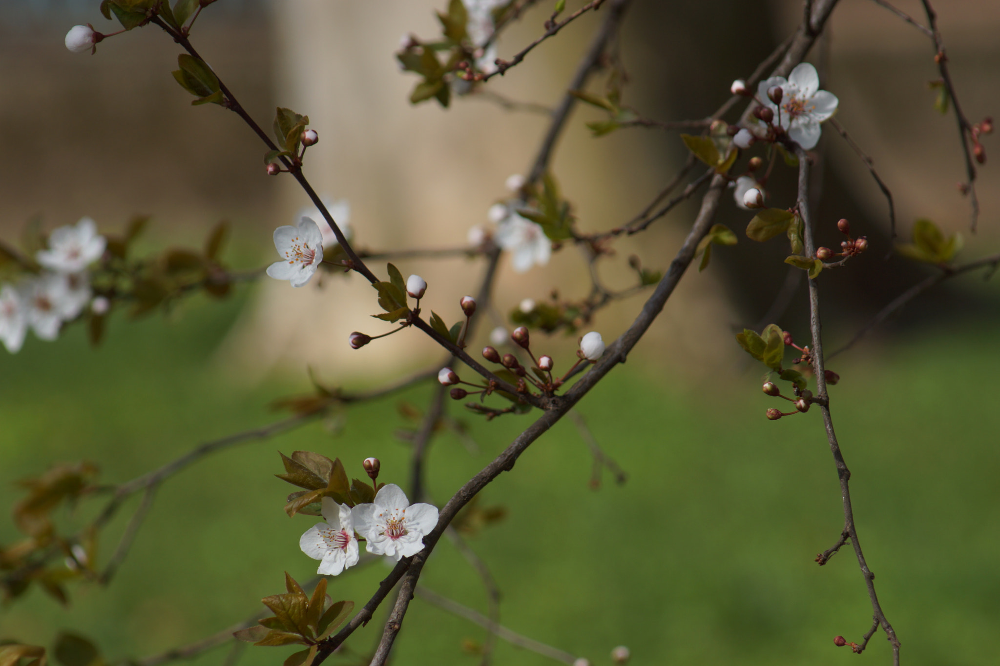 Minolta AF 70-210mm F4.5-5.6 [II] sample photo. Spring is coming  photography
