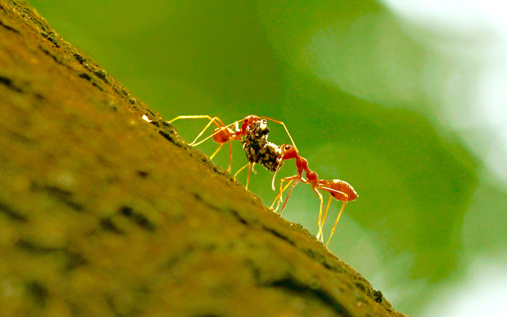 Sony a7R II + Sony FE 90mm F2.8 Macro G OSS sample photo. Togetherness photography