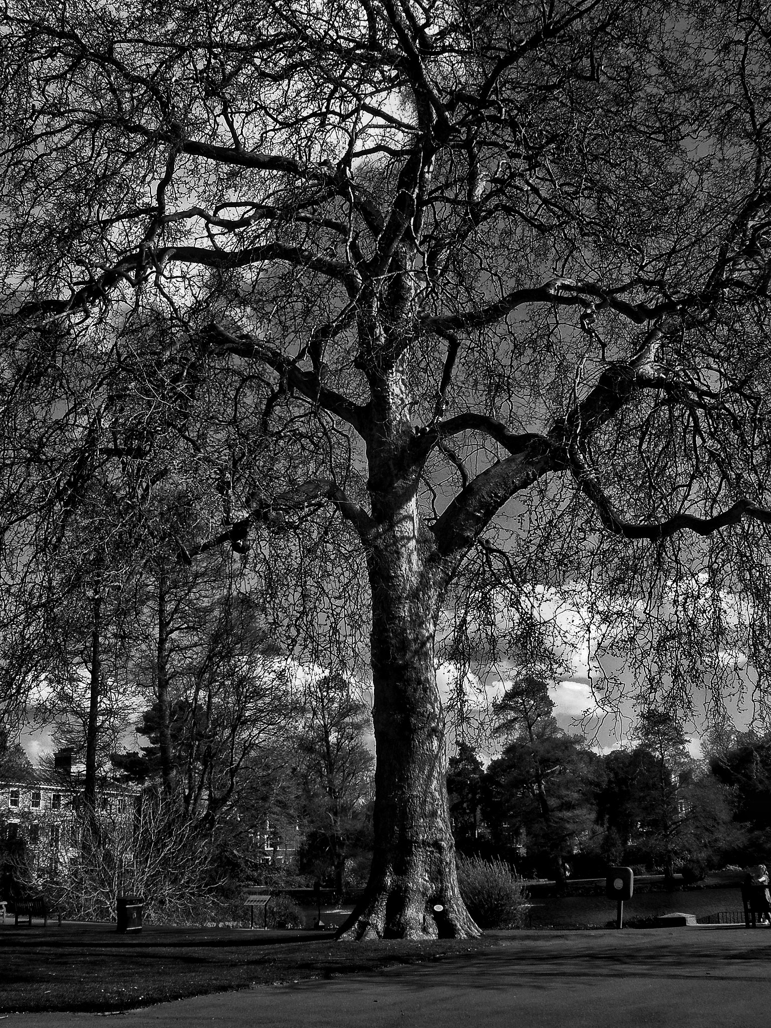 Olympus FE340,X855,C560 sample photo. Old tree photography