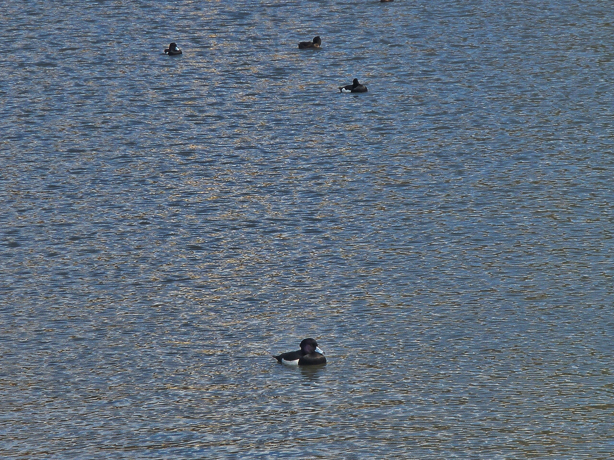 Olympus FE340,X855,C560 sample photo. Ducks on a pond photography