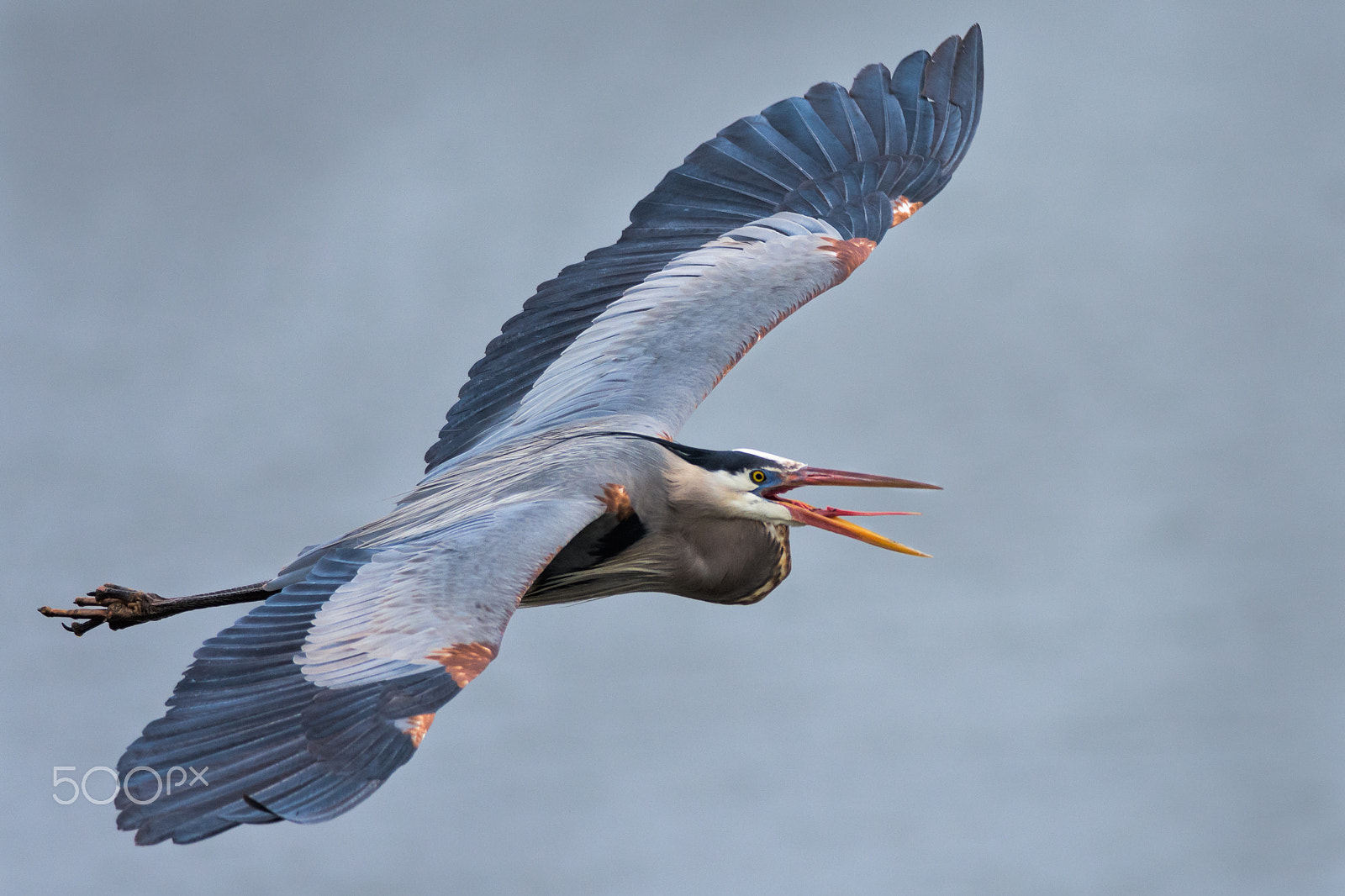 Nikon D7200 + Nikon AF-S Nikkor 300mm F4D ED-IF sample photo. Great blue heron photography