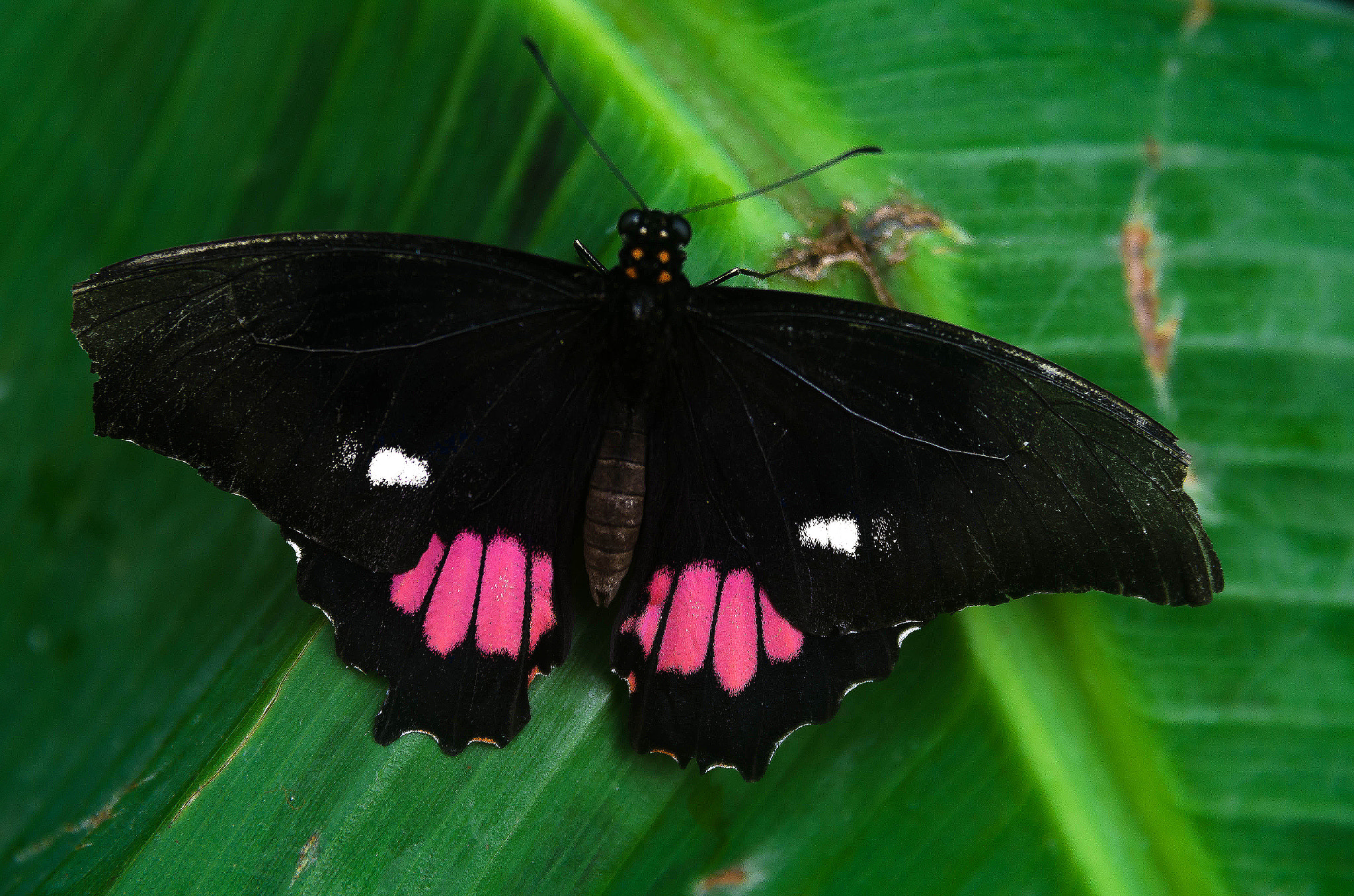 Nikon AF Nikkor 24-85mm F2.8-4D IF sample photo. Butterfly photography