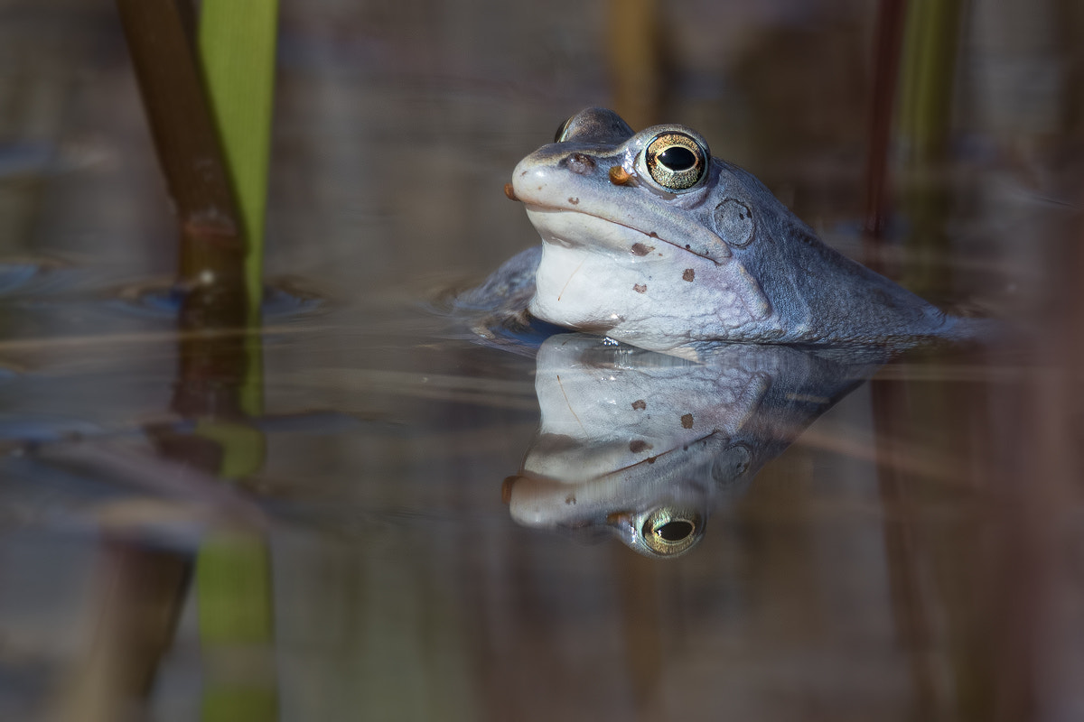 Tamron SP 150-600mm F5-6.3 Di VC USD sample photo. Der moorfrosch (rana arvalis) photography