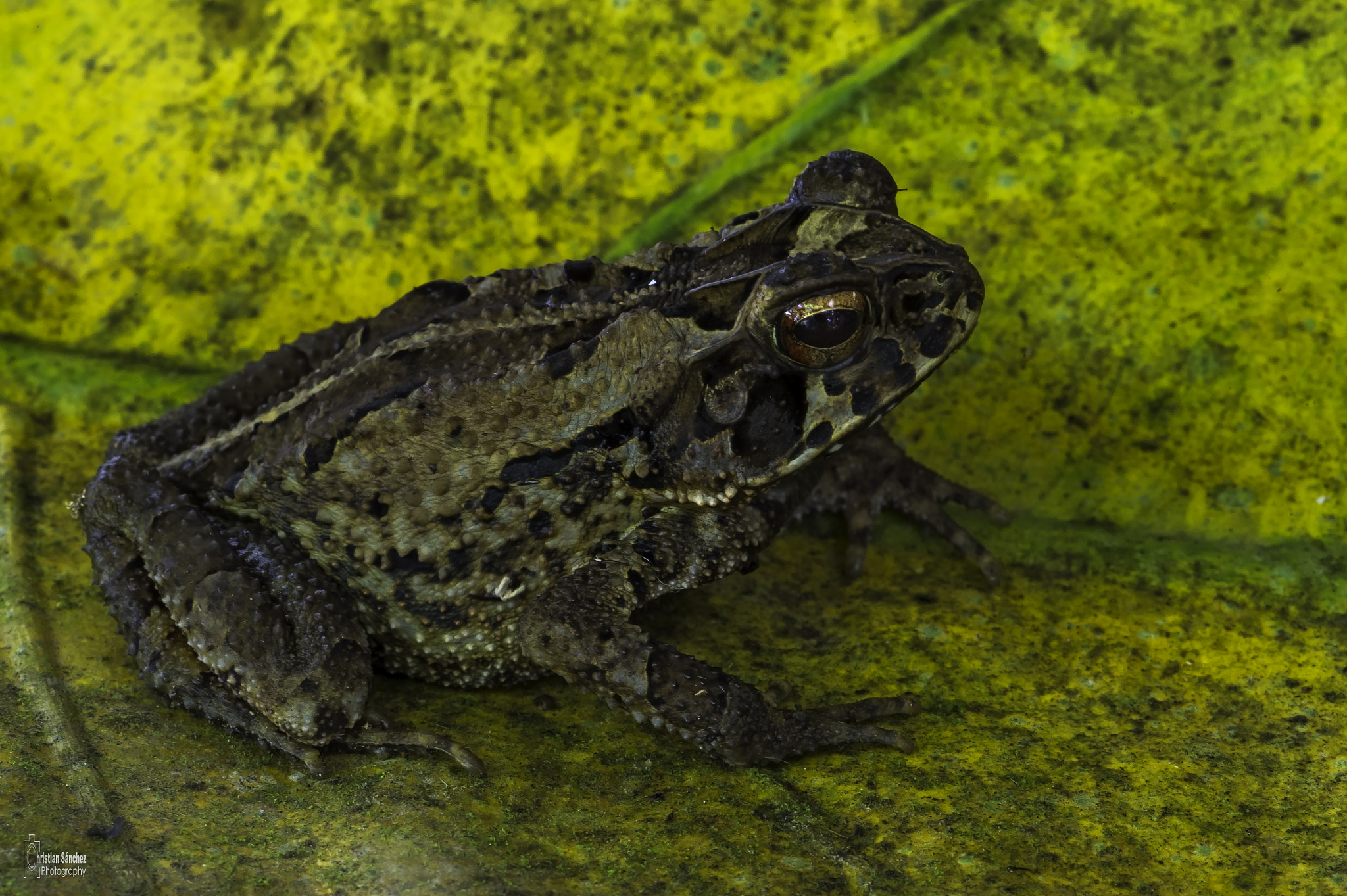 Nikon D4 sample photo. Wet forest toad photography