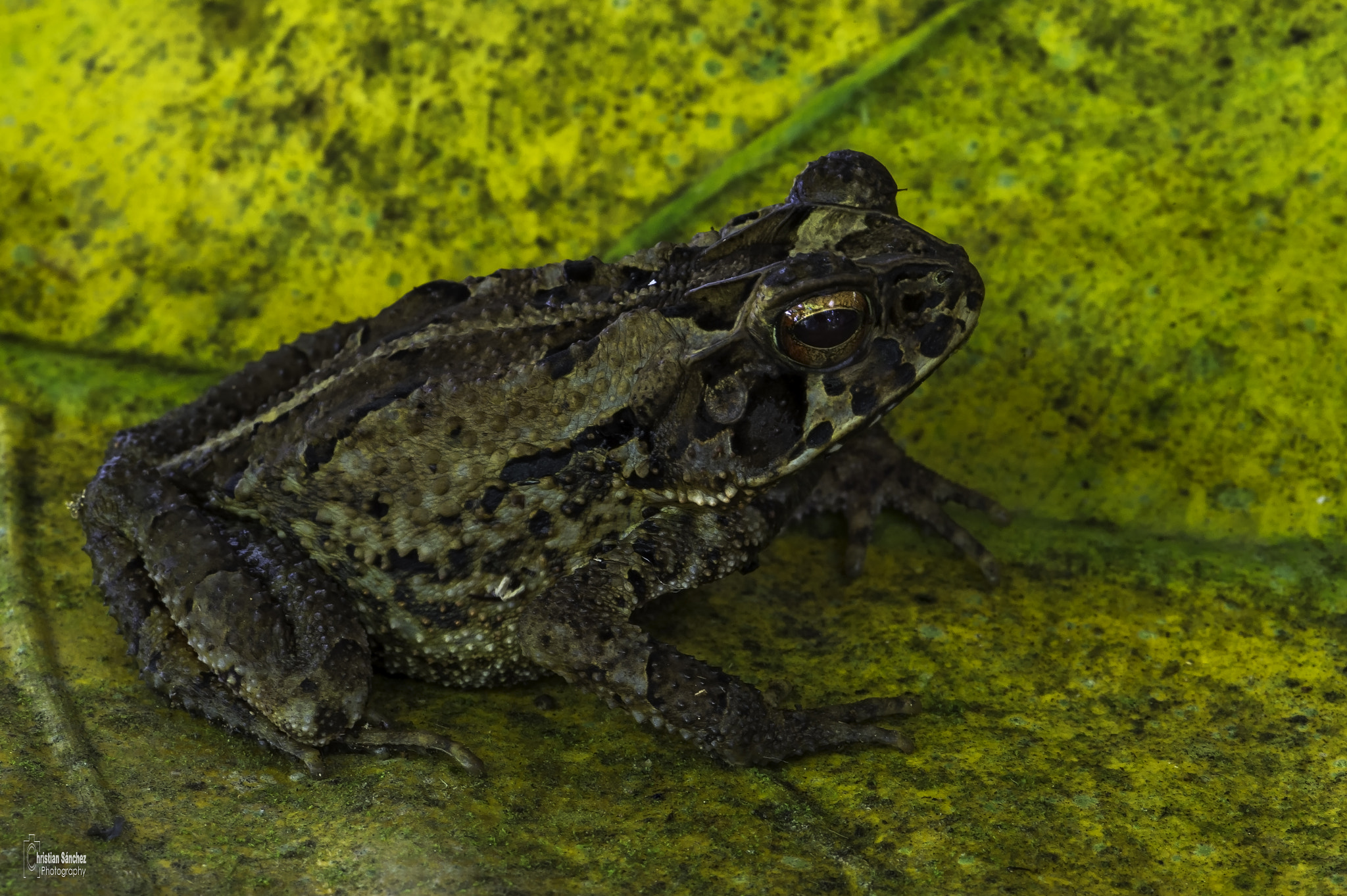 Nikon AF-S Micro-Nikkor 105mm F2.8G IF-ED VR sample photo. Wet forest toad photography