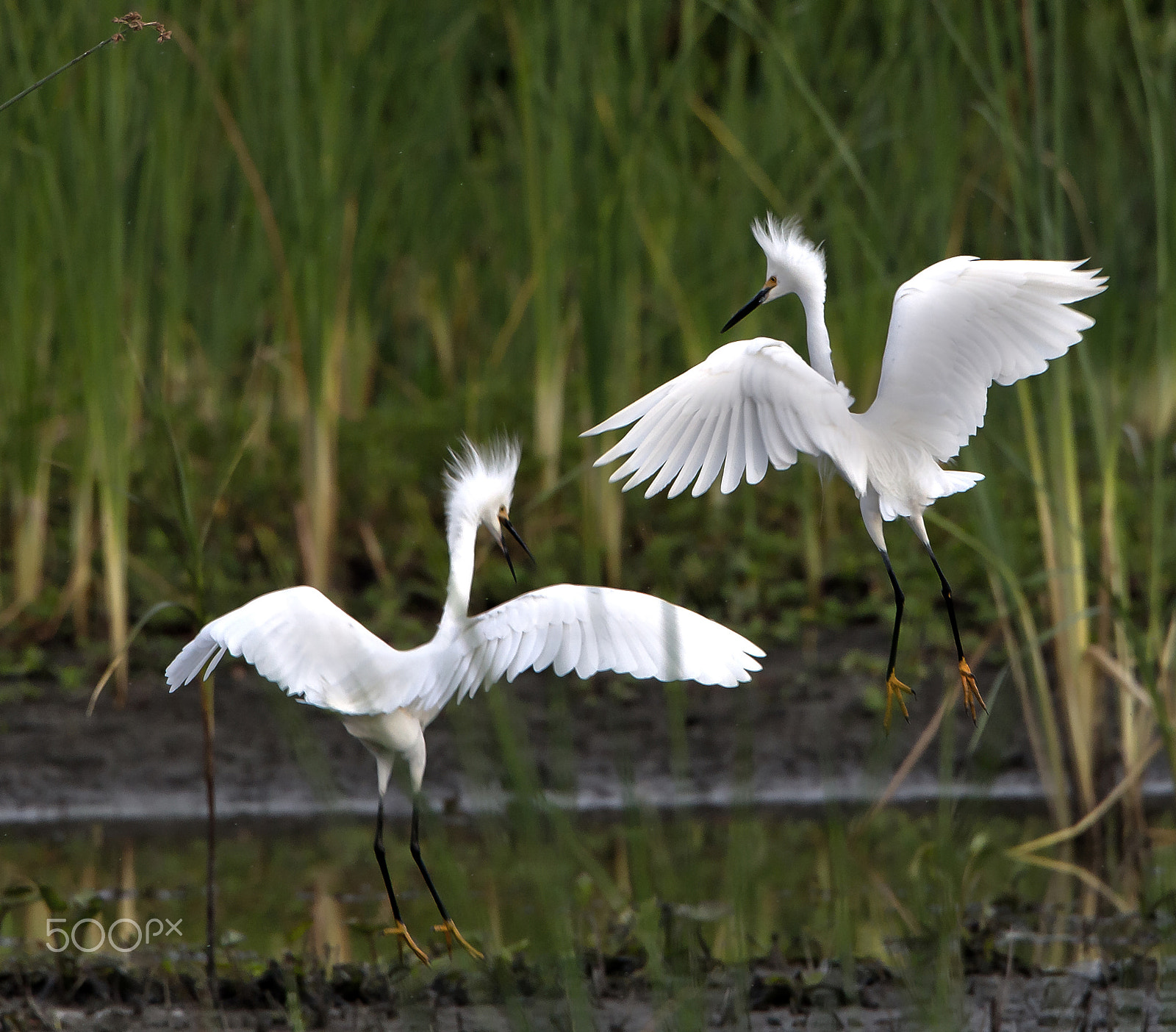 Canon EF 500mm F4L IS USM sample photo. Dancing snowy egrits photography