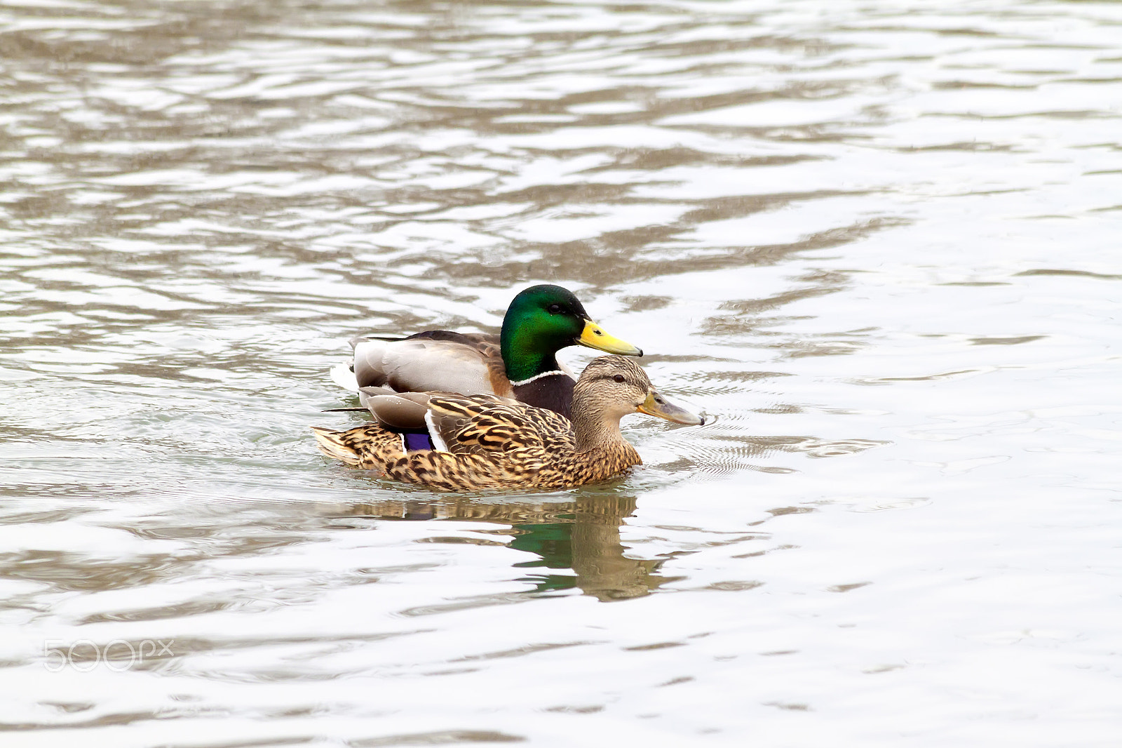 Canon EF 70-300mm F4-5.6 IS USM sample photo. Duck and drake - 2 photography