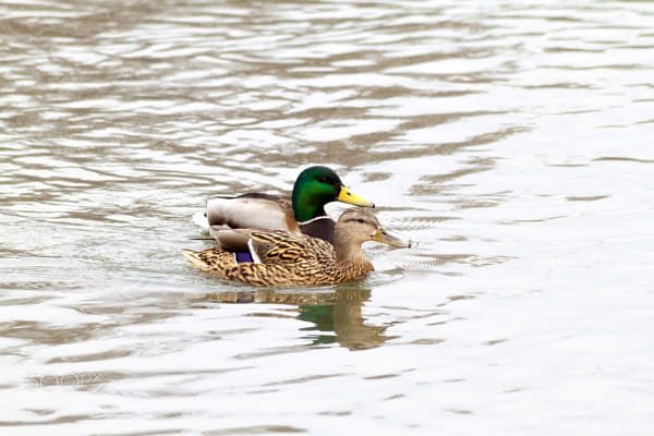 Duck and Drake - 2 by Nick Patrin on 500px.com