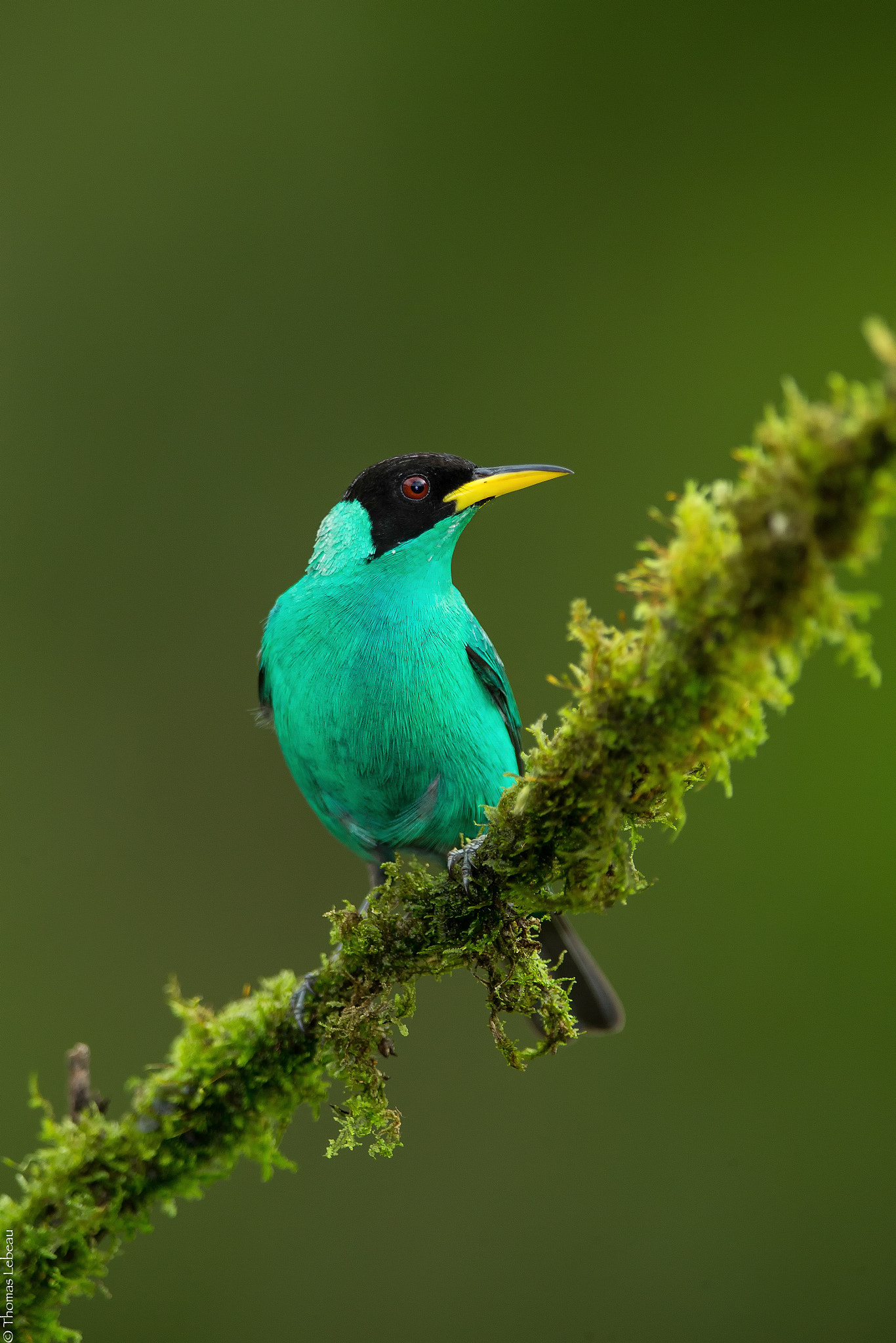 Canon EF 400mm F2.8L IS II USM sample photo. Green honeycreeper photography