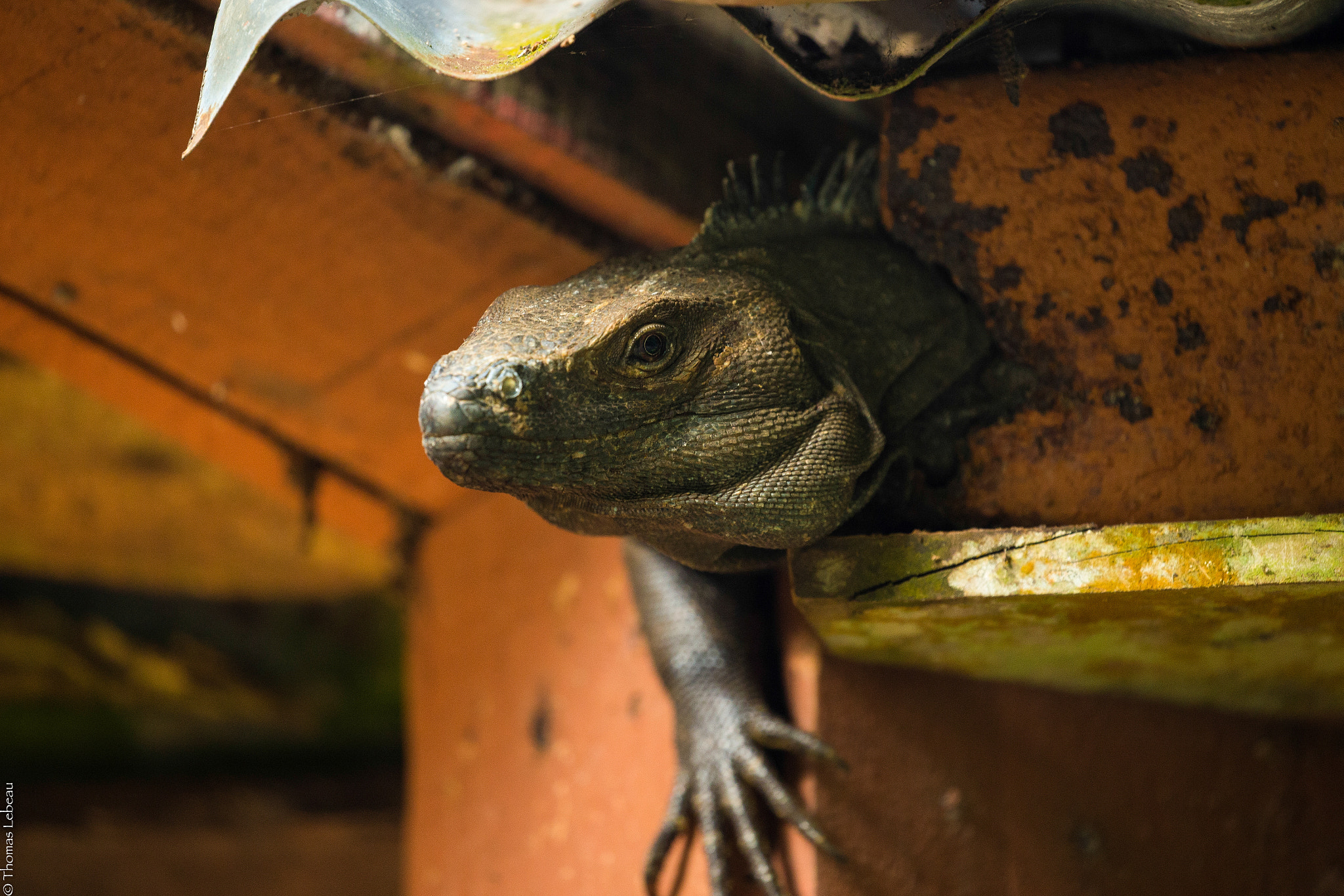 Canon EOS-1D X sample photo. Villa lapas, costa rica photography