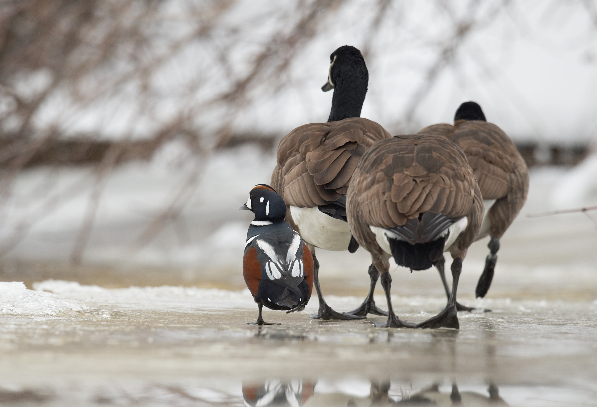 Nikon D4 sample photo. Arlequin plongeur, histrionicus histrionicus, harlequin duck photography