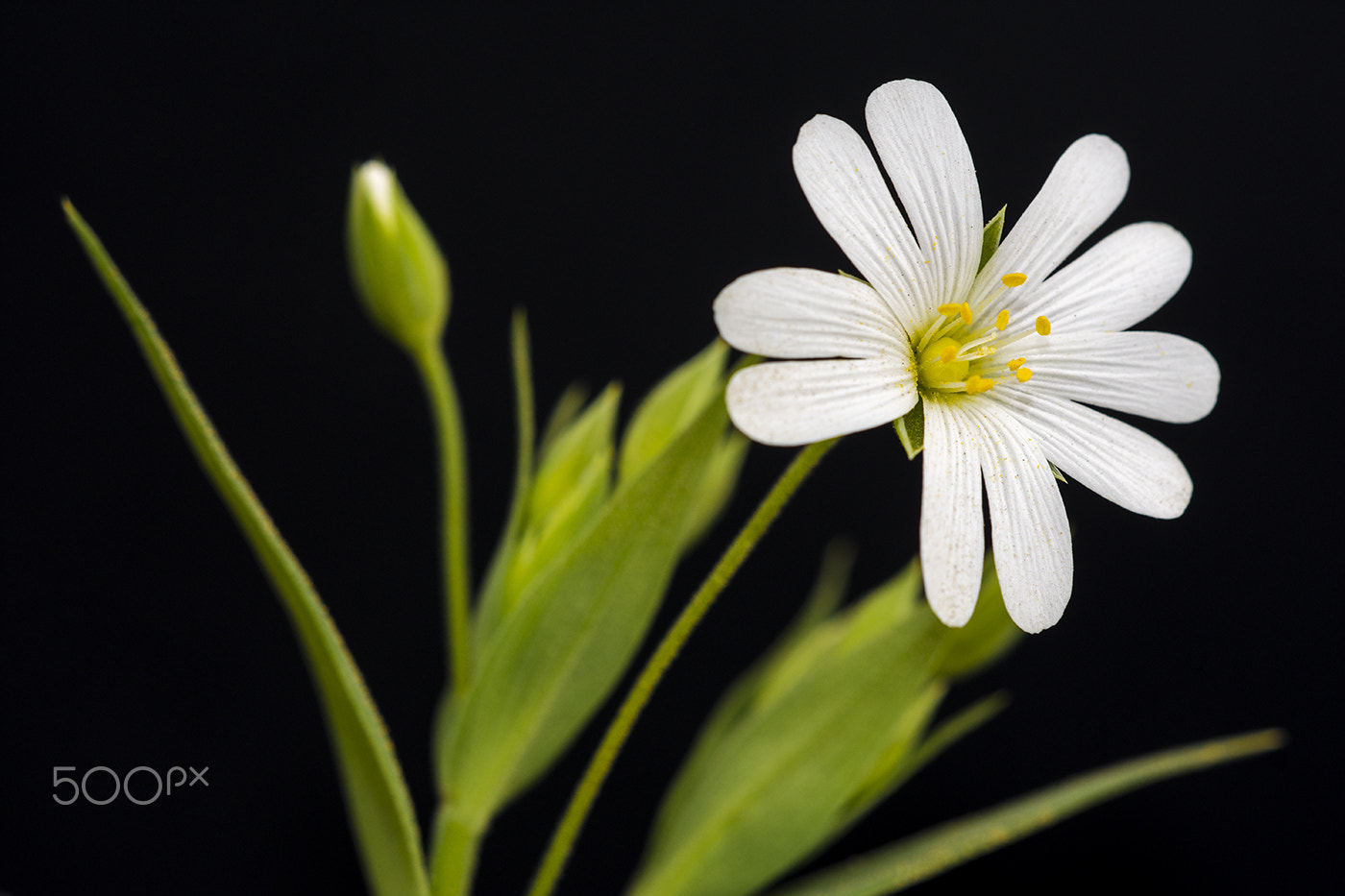 Sigma 150mm F2.8 EX DG Macro HSM sample photo. Flower 1 photography