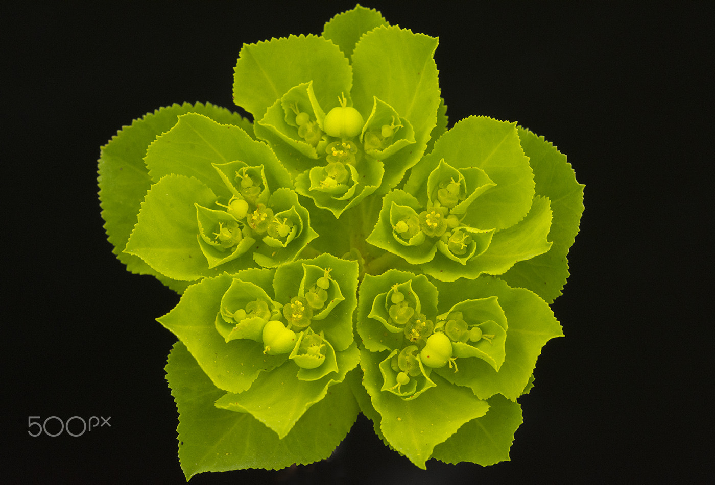 Sigma 150mm F2.8 EX DG Macro HSM sample photo. Flower 3 photography