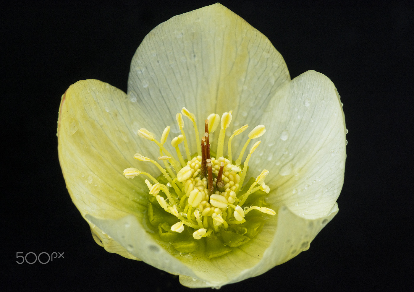 Sigma 150mm F2.8 EX DG Macro HSM sample photo. Flower 4 photography