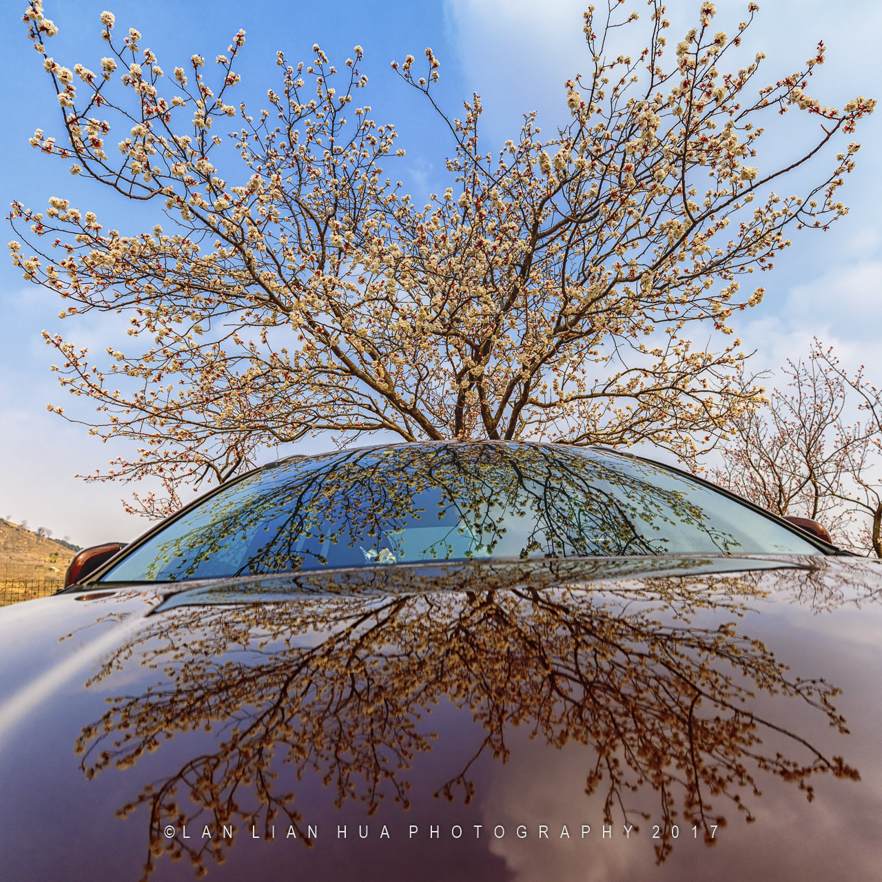 Canon EF 16-35mm F2.8L III USM sample photo. 三面樱桃花儿开 photography