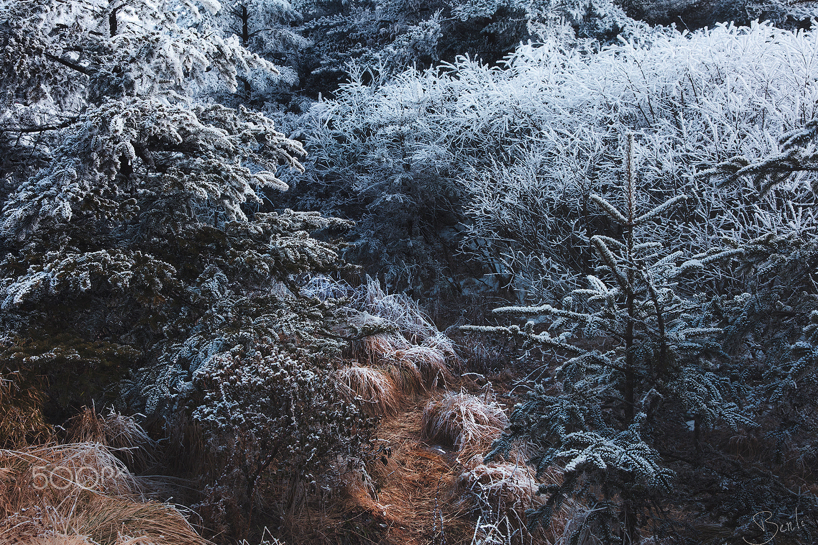 Canon EF 24-70mm F2.8L II USM sample photo. Forest photography