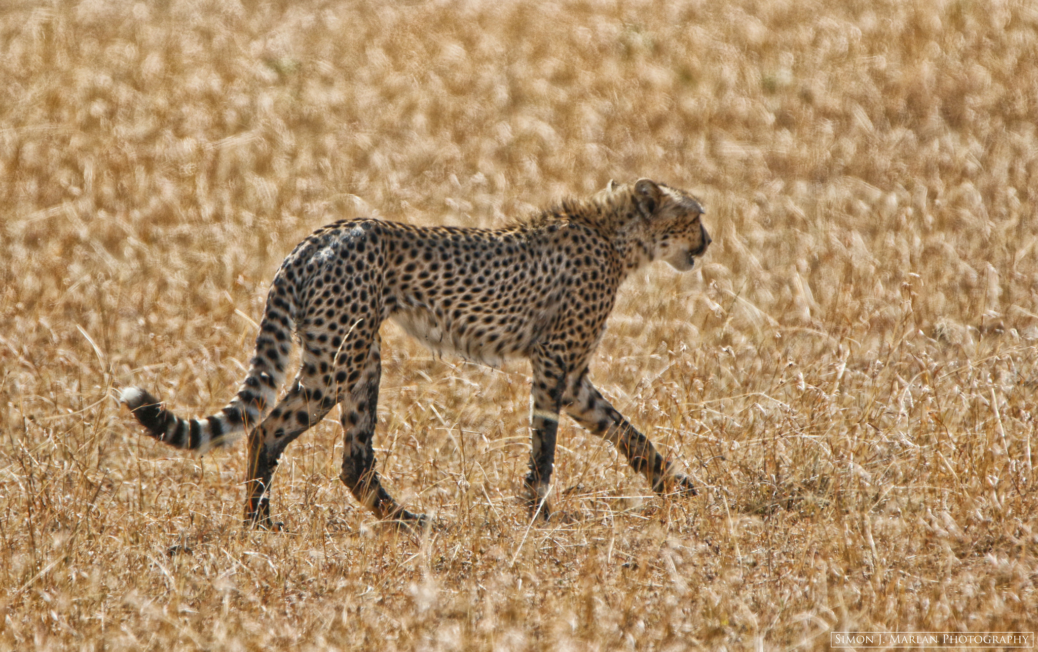 Tamron SP 150-600mm F5-6.3 Di VC USD sample photo. Wander photography