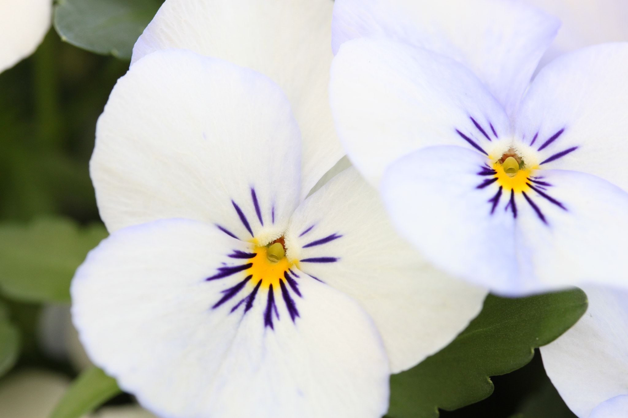 Canon EF-S 60mm F2.8 Macro USM sample photo. Img photography
