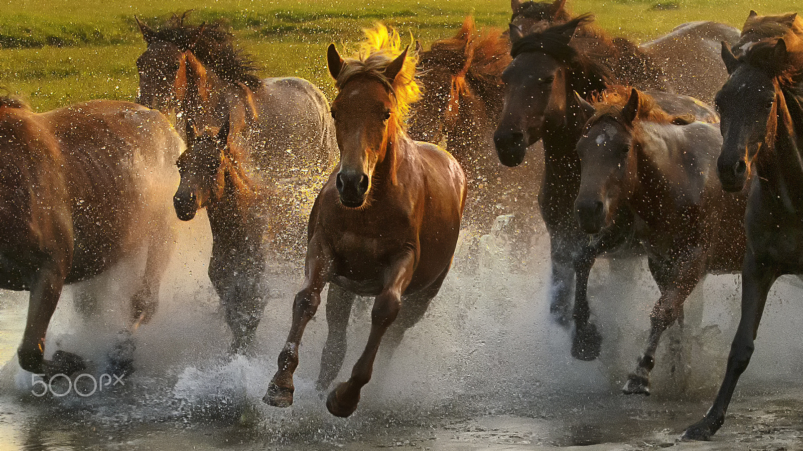 Nikon AF-S Nikkor 70-200mm F2.8G ED VR II sample photo. Wild horses photography
