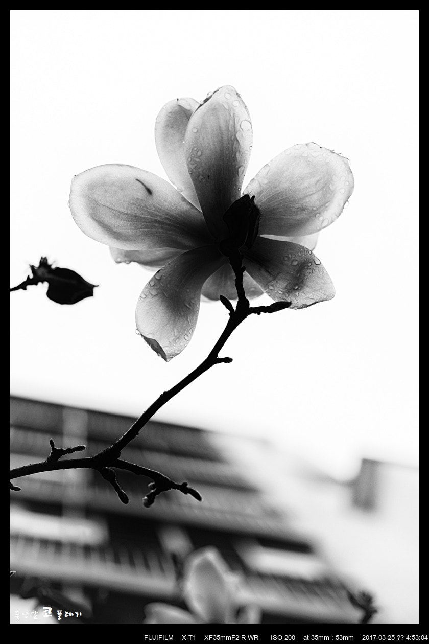 Fujifilm X-T1 + Fujifilm XF 35mm F2 R WR sample photo. Magnolia after rain(2) photography
