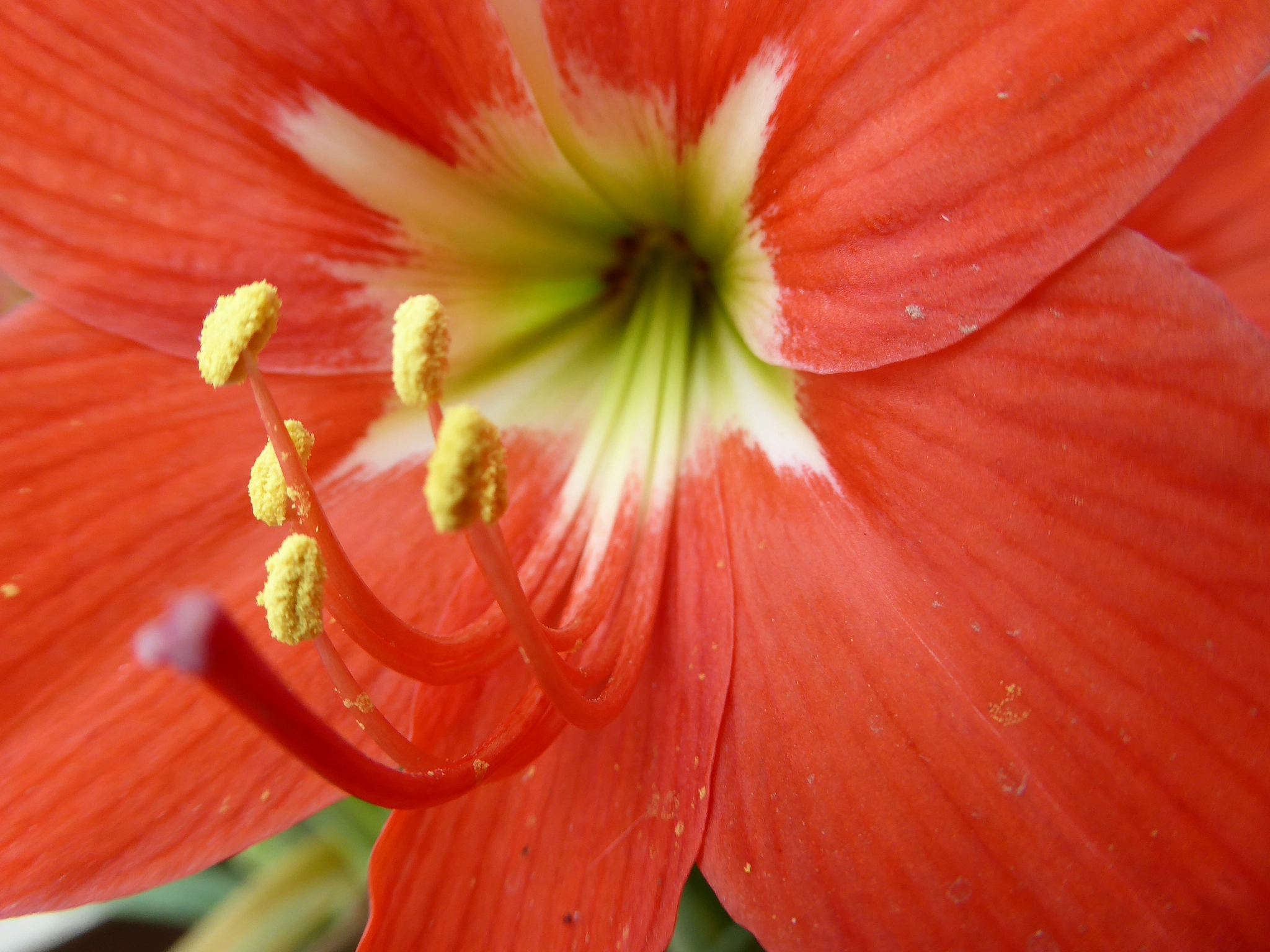 Panasonic Lumix DMC-ZS40 (Lumix DMC-TZ60) sample photo. Flowers photography