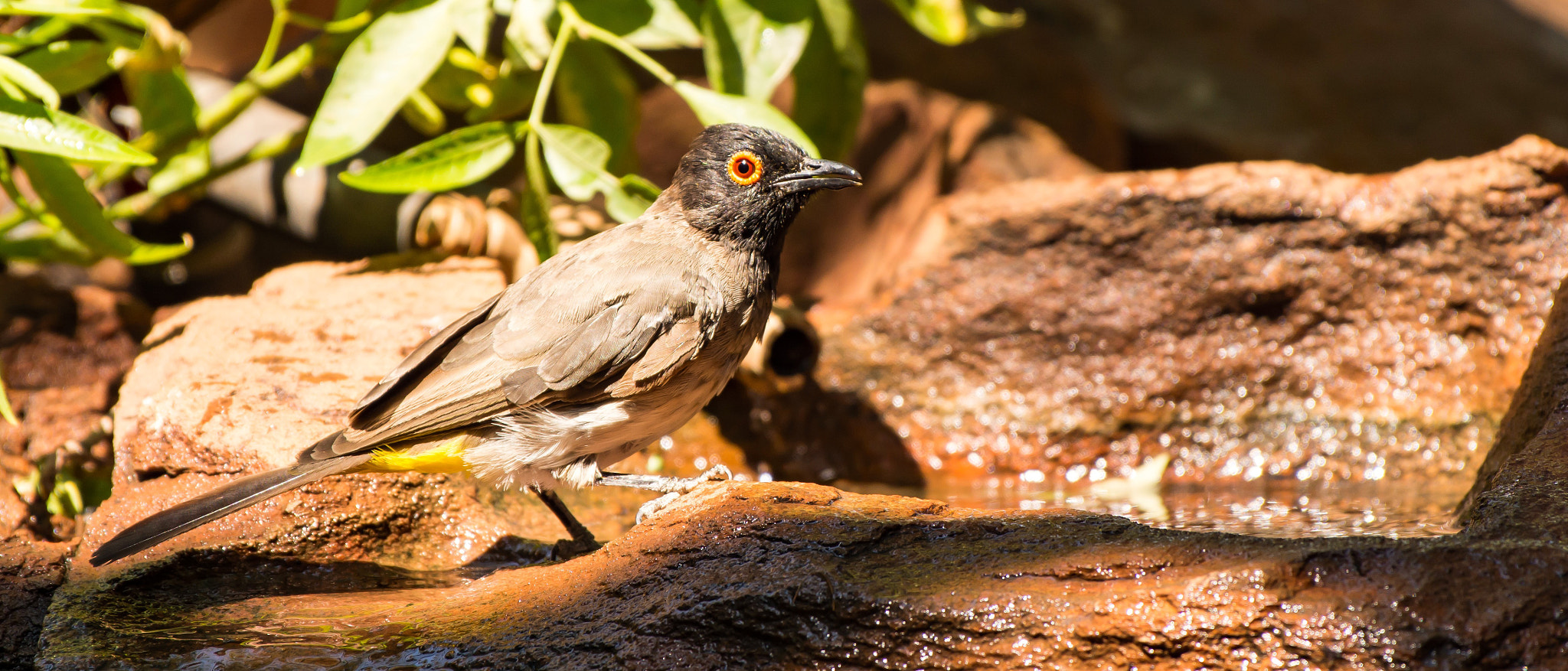 Nikon AF-S Nikkor 200-500mm F5.6E ED VR sample photo. African red-eyed bulbul photography
