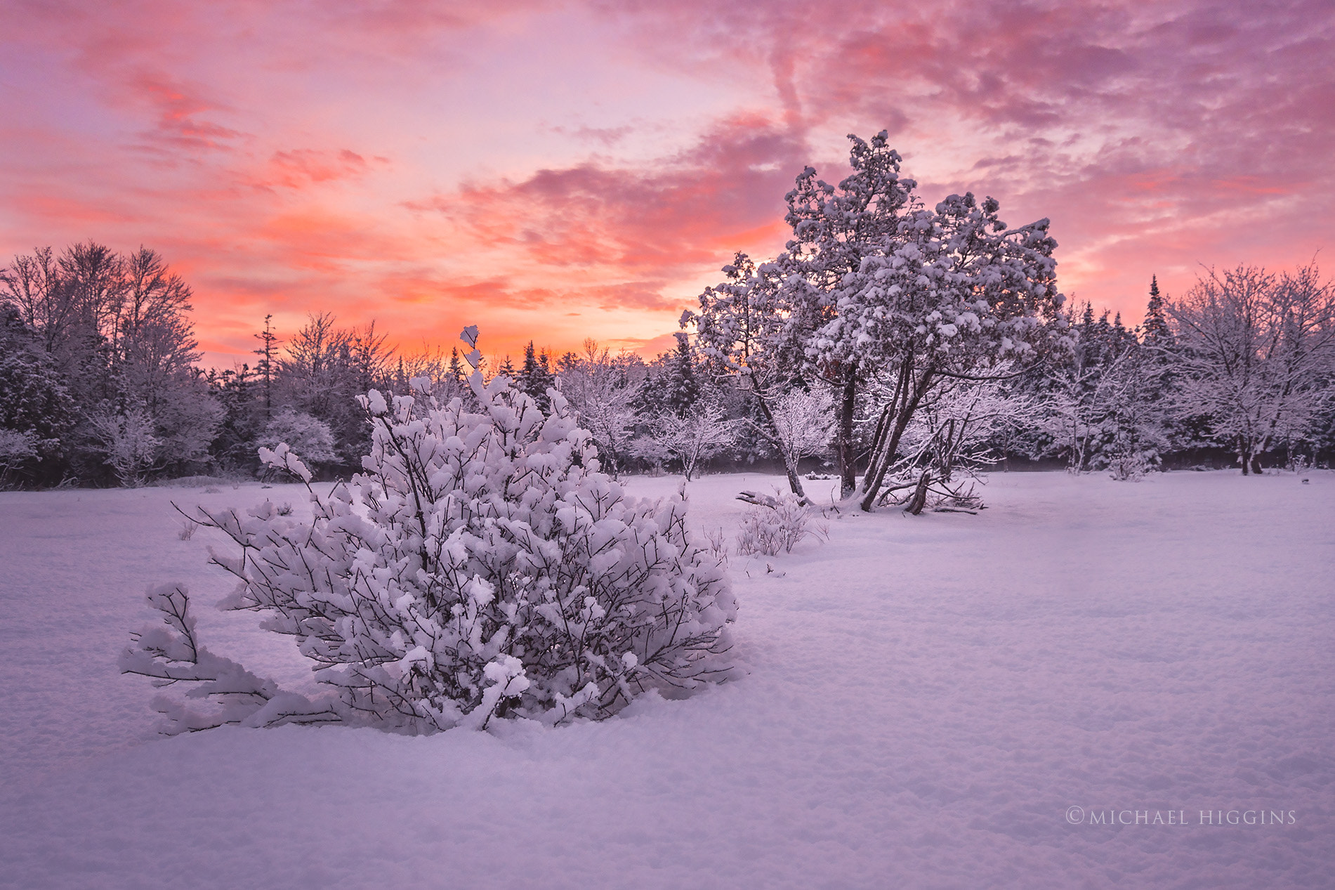 Nikon D90 sample photo. Fresh coating photography