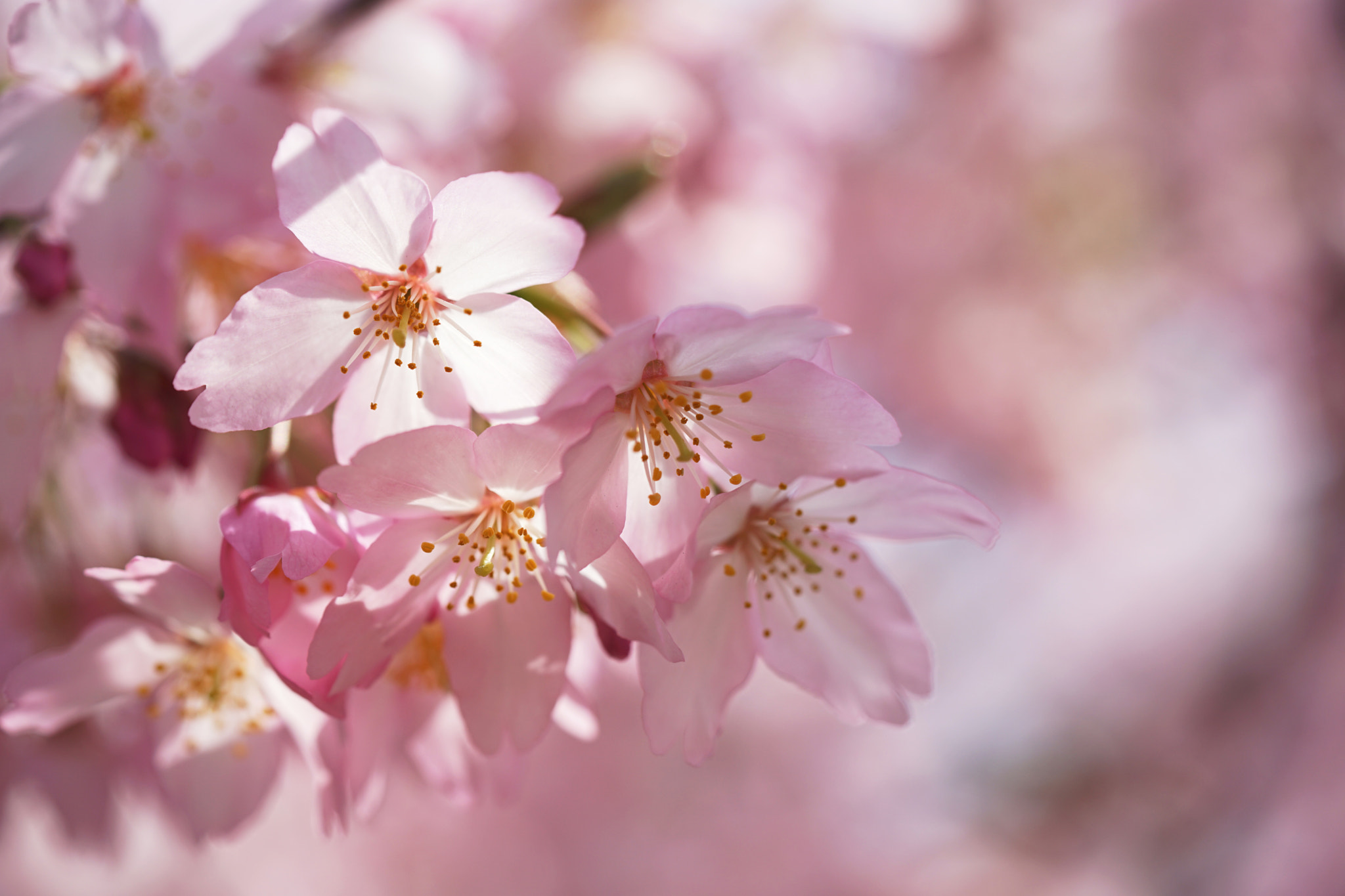 Sony a7 II + Sony FE 90mm F2.8 Macro G OSS sample photo. Sakura photography