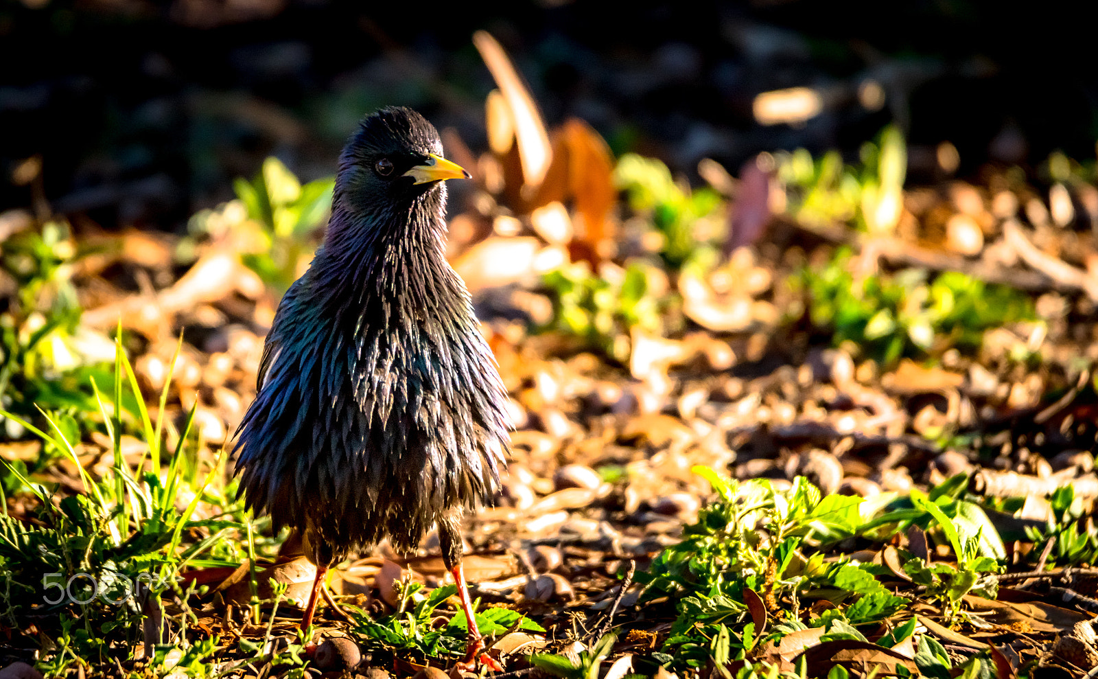 Sony ILCA-77M2 sample photo. European starling photography