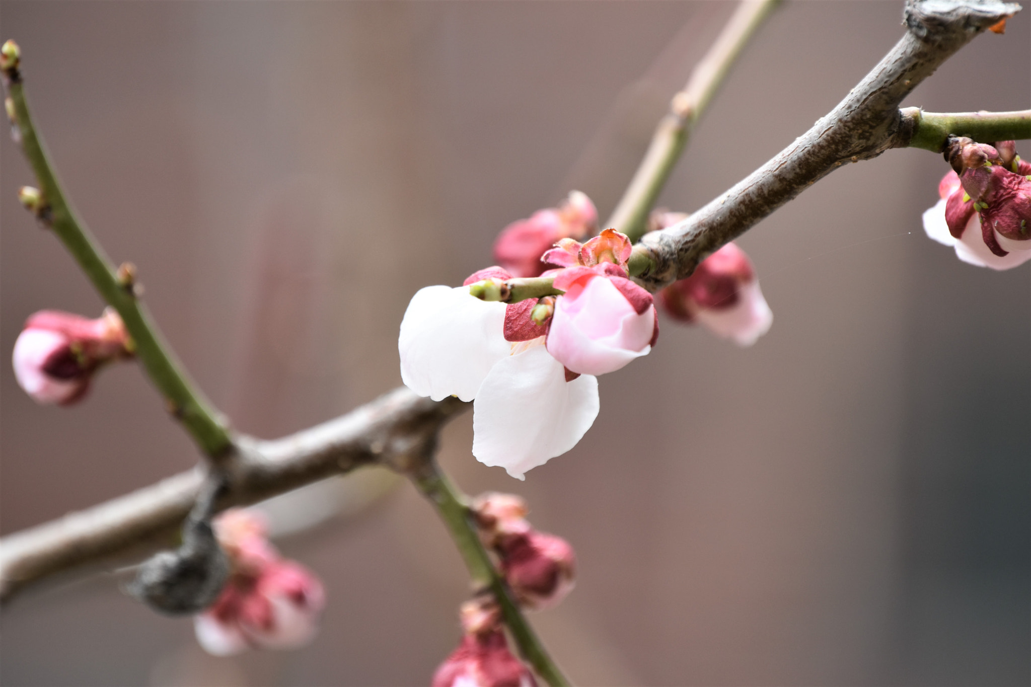 Nikon D5500 sample photo. Japanese apricot flowers photography