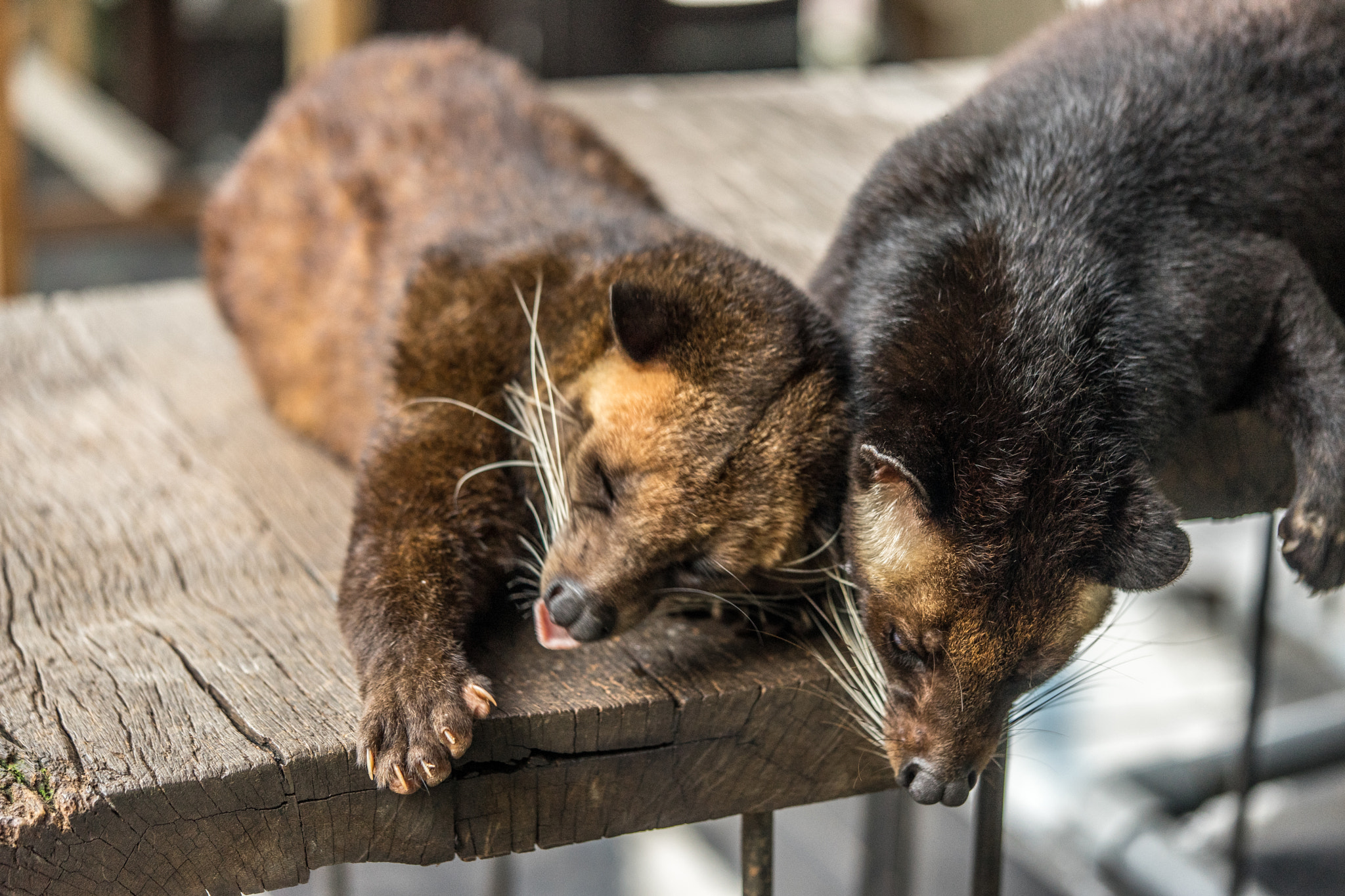 Sony a7 + Sony FE 90mm F2.8 Macro G OSS sample photo. Luwak photography