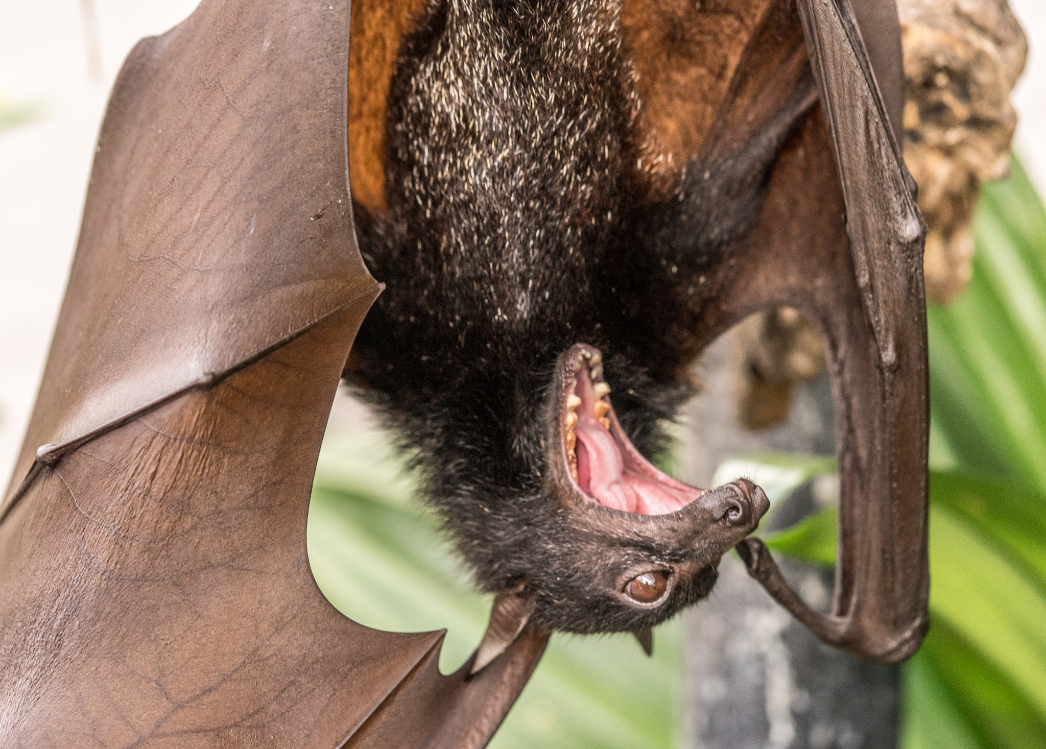 Sony a7 + Sony FE 90mm F2.8 Macro G OSS sample photo. Scary bat photography