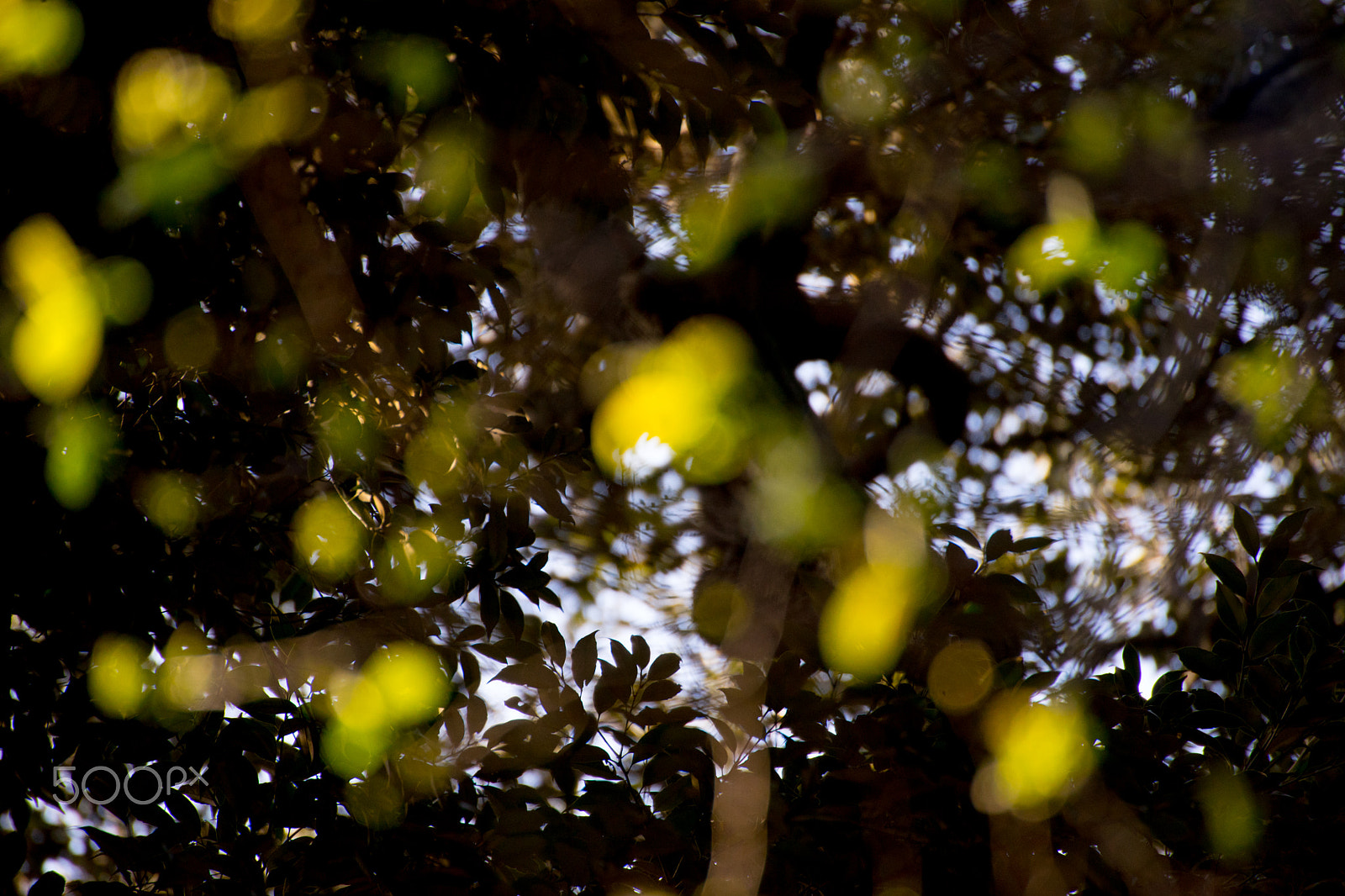 Sony a7 + Sony DT 50mm F1.8 SAM sample photo. Trees' lights 2 photography