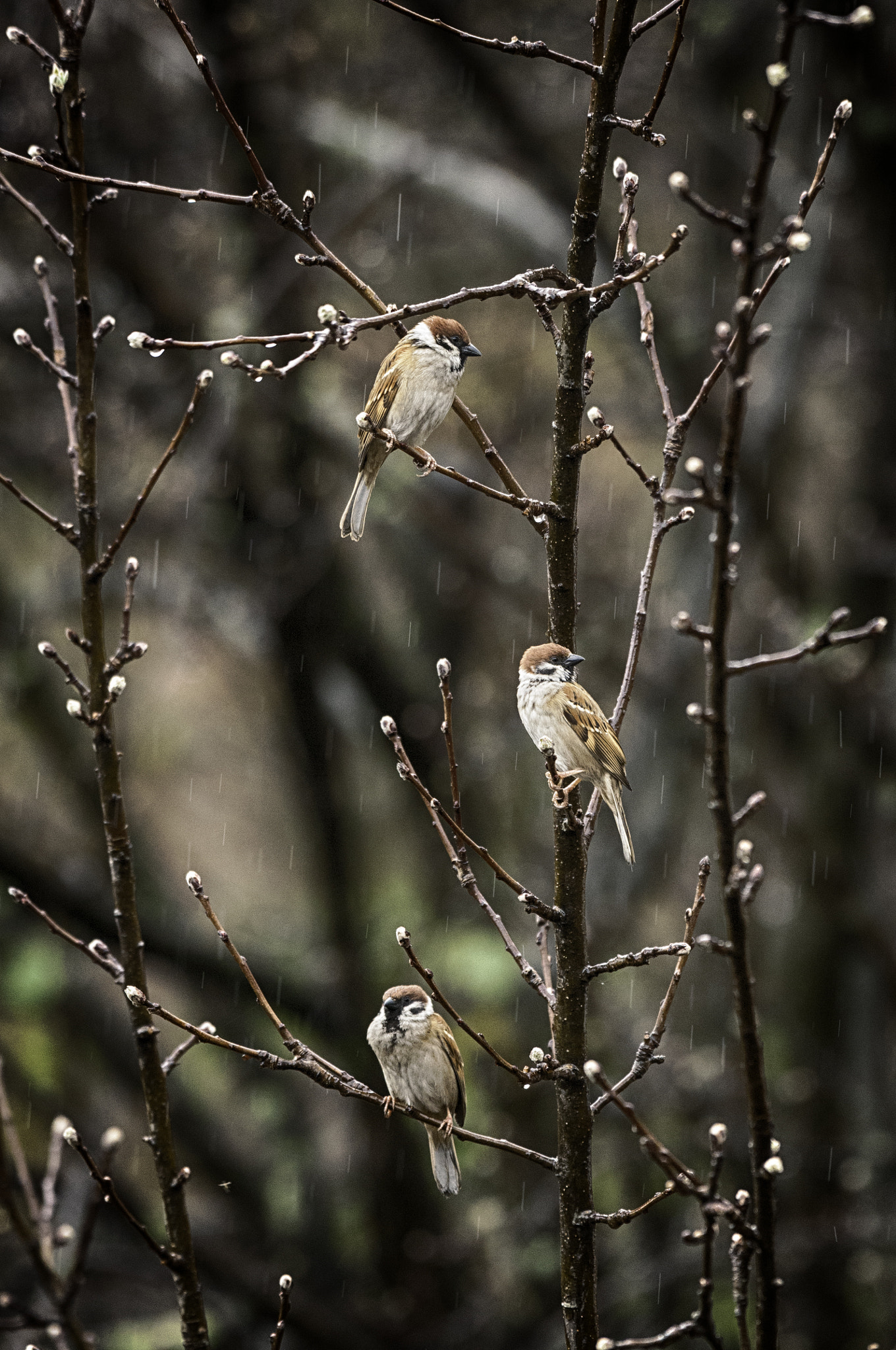 Nikon D300S sample photo. Common sparrows on spring buds photography