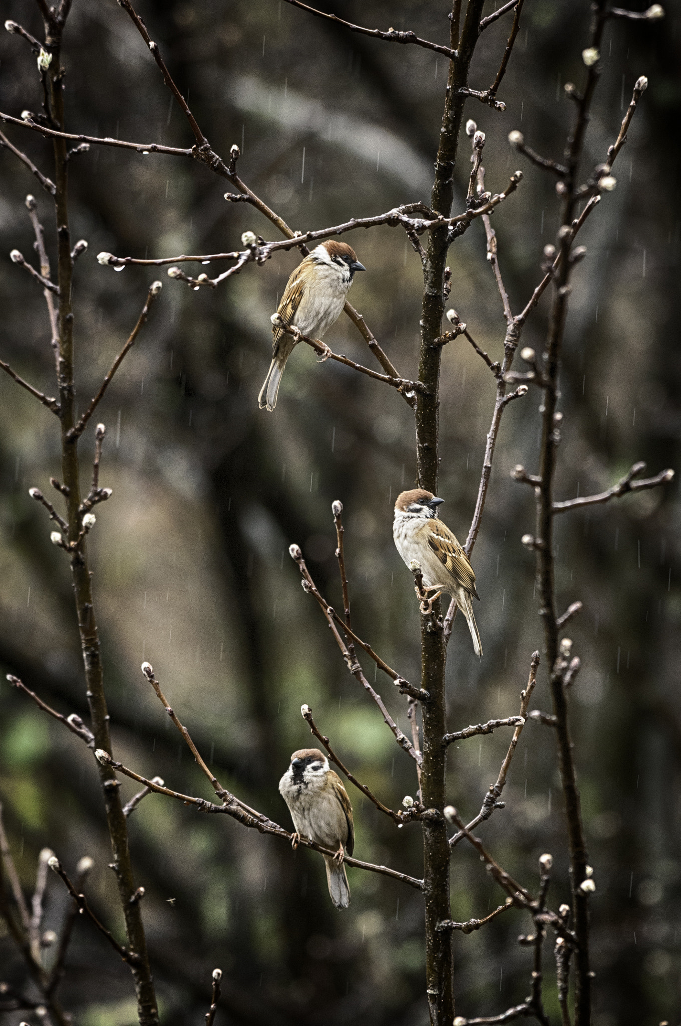 Nikon AF-S Nikkor 200-500mm F5.6E ED VR sample photo. Common sparrows on spring buds photography