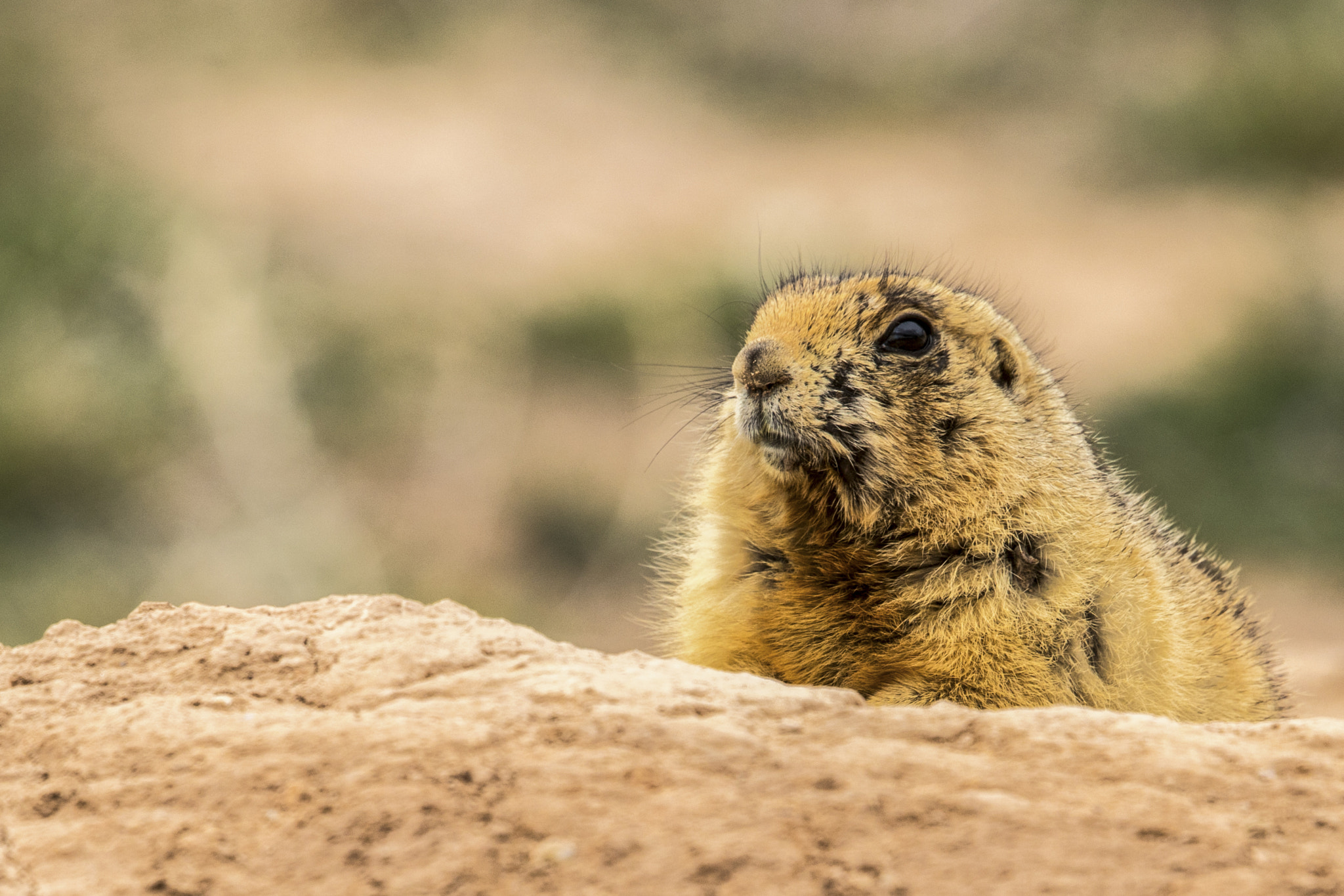 Canon EF 500mm F4L IS II USM sample photo. Edit photography