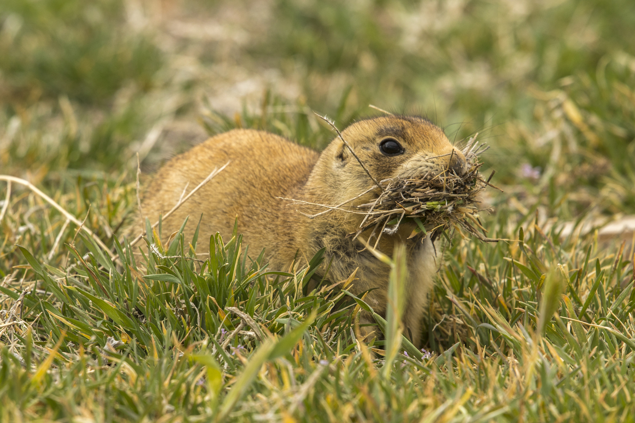 Canon EOS 5D Mark IV + Canon EF 500mm F4L IS II USM sample photo. Ga photography