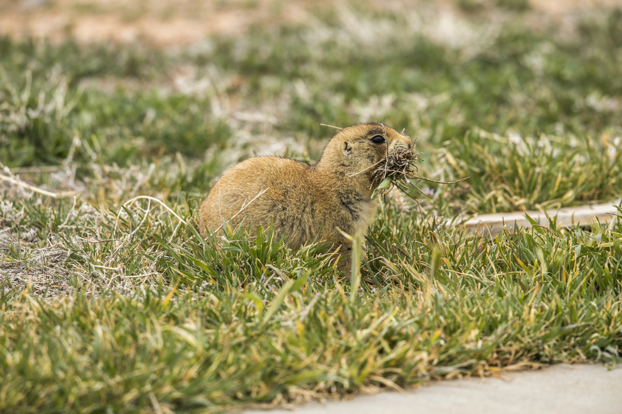 Canon EF 500mm F4L IS II USM sample photo. Edit photography