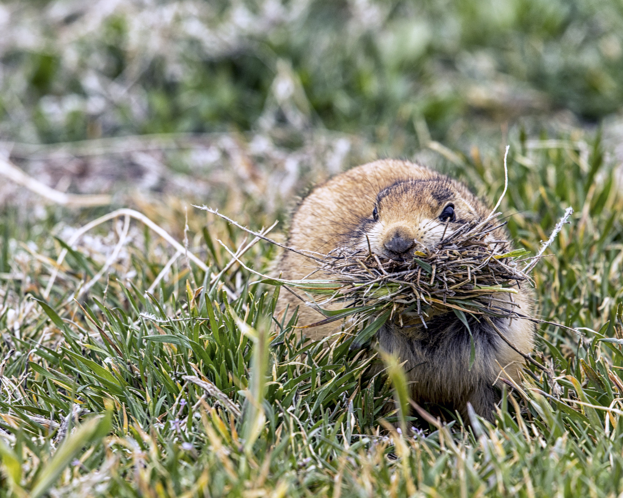 Canon EF 500mm F4L IS II USM sample photo. Edit photography